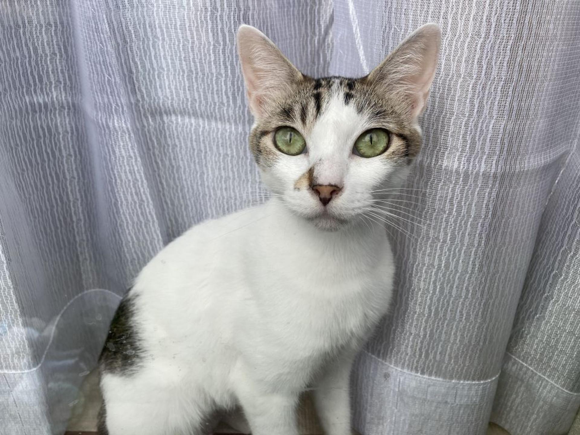 pet-image-2