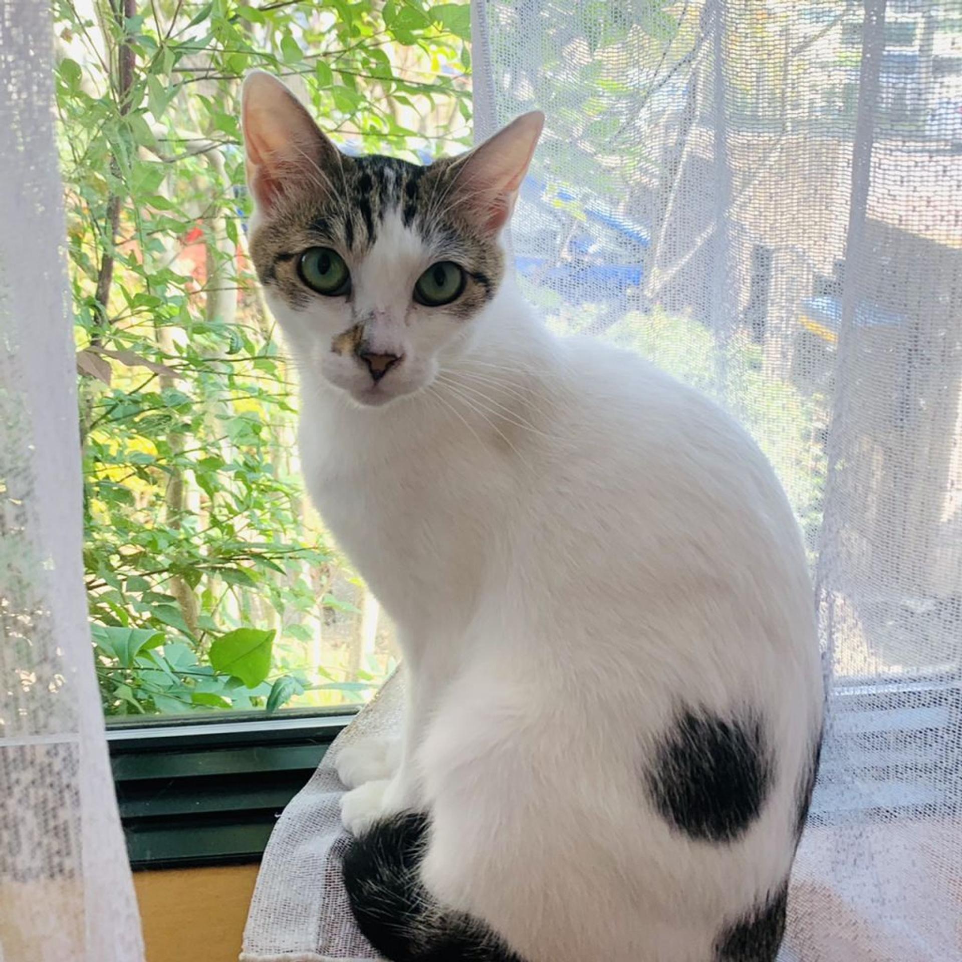 pet-image-3