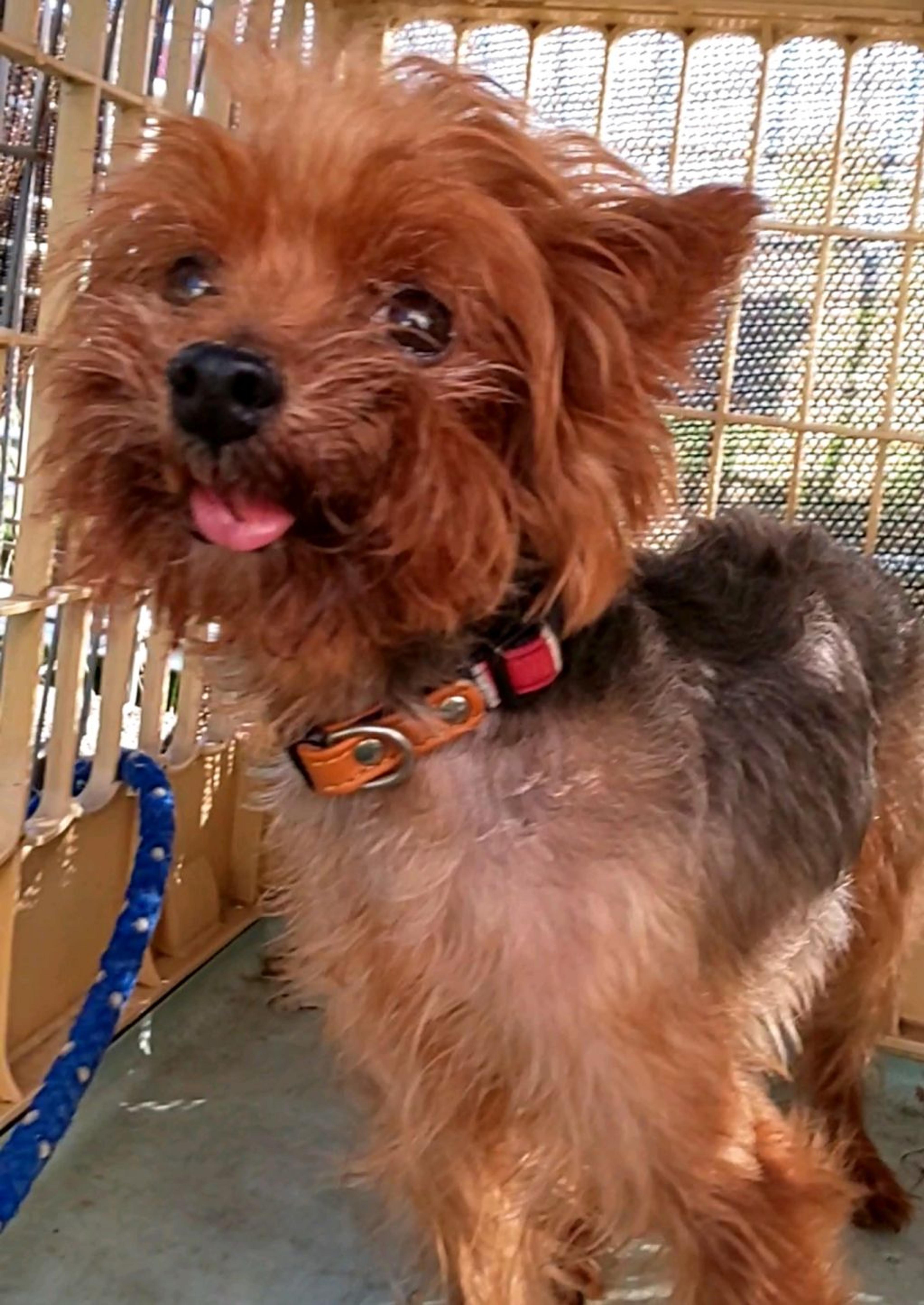 pet-image-2