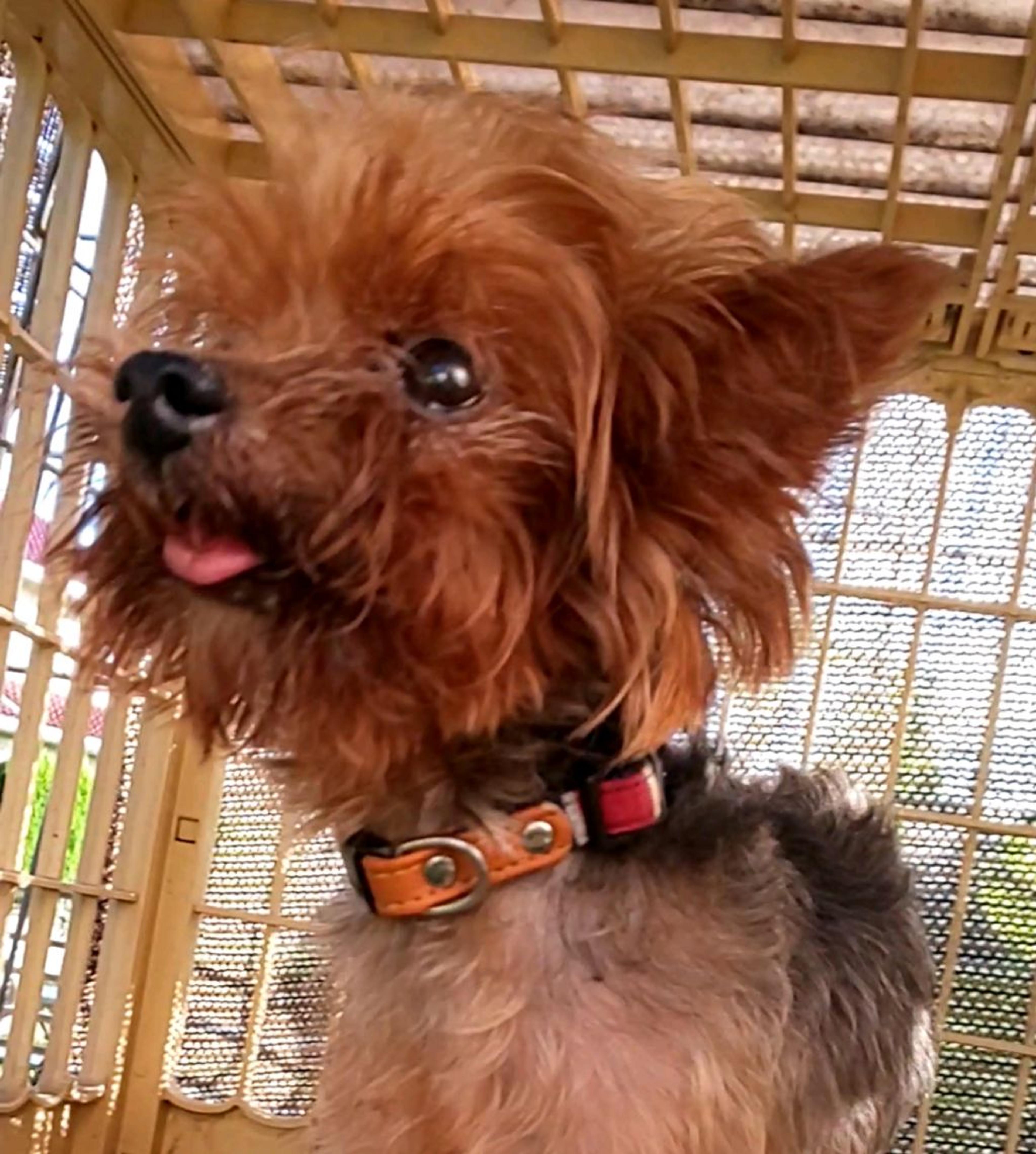 pet-image-4