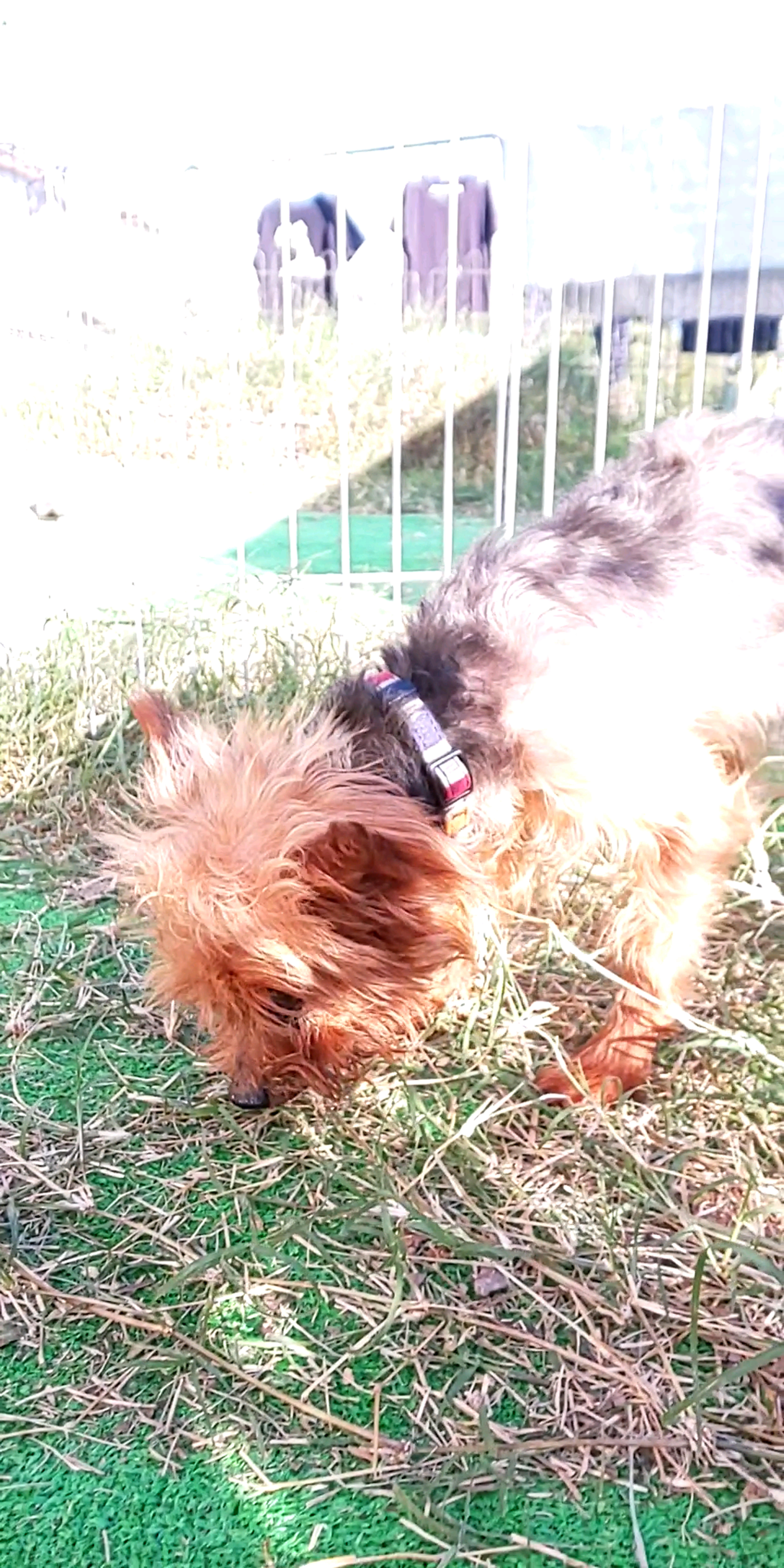 pet-image-5
