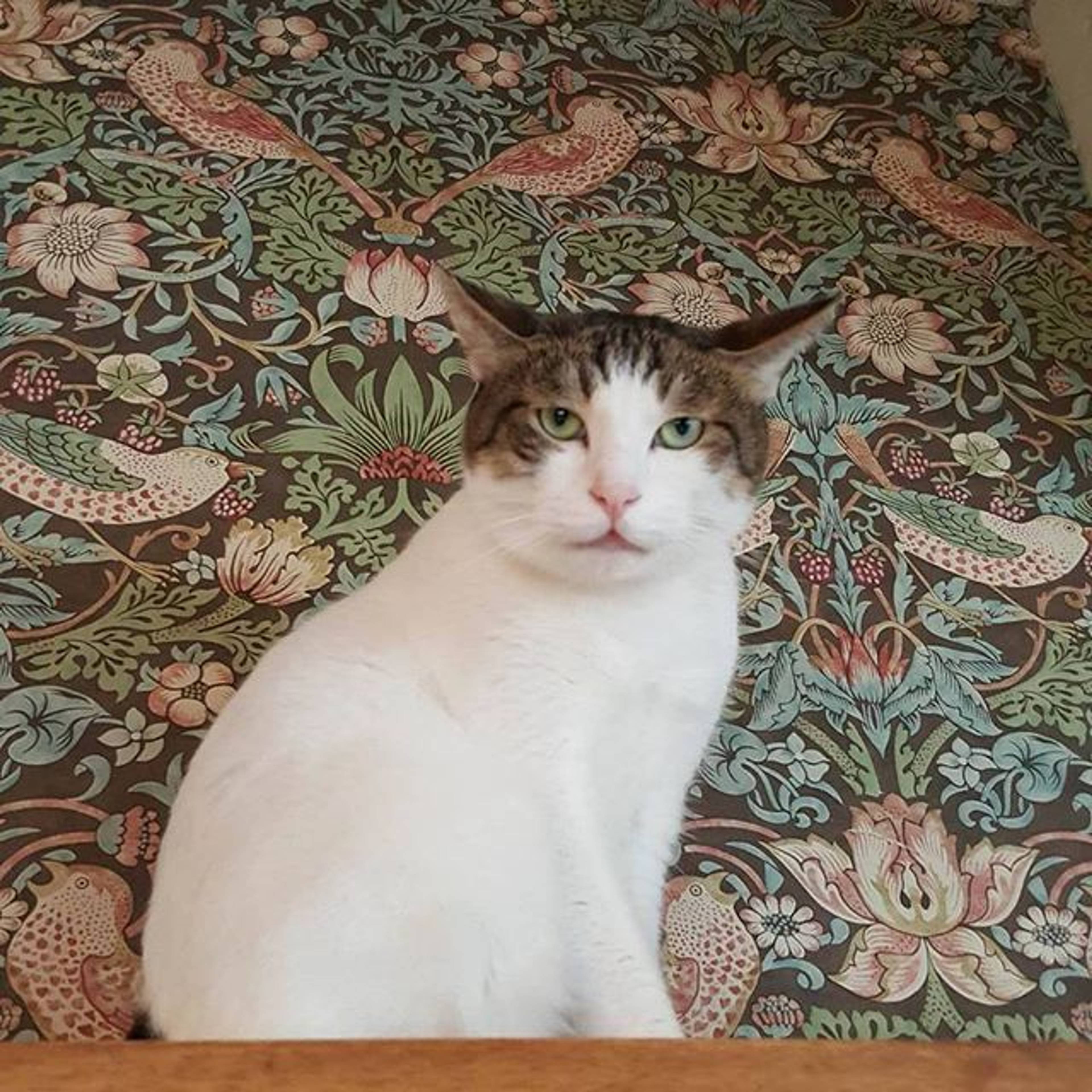 雑種（ミックス猫）・メスの里親募集の写真
