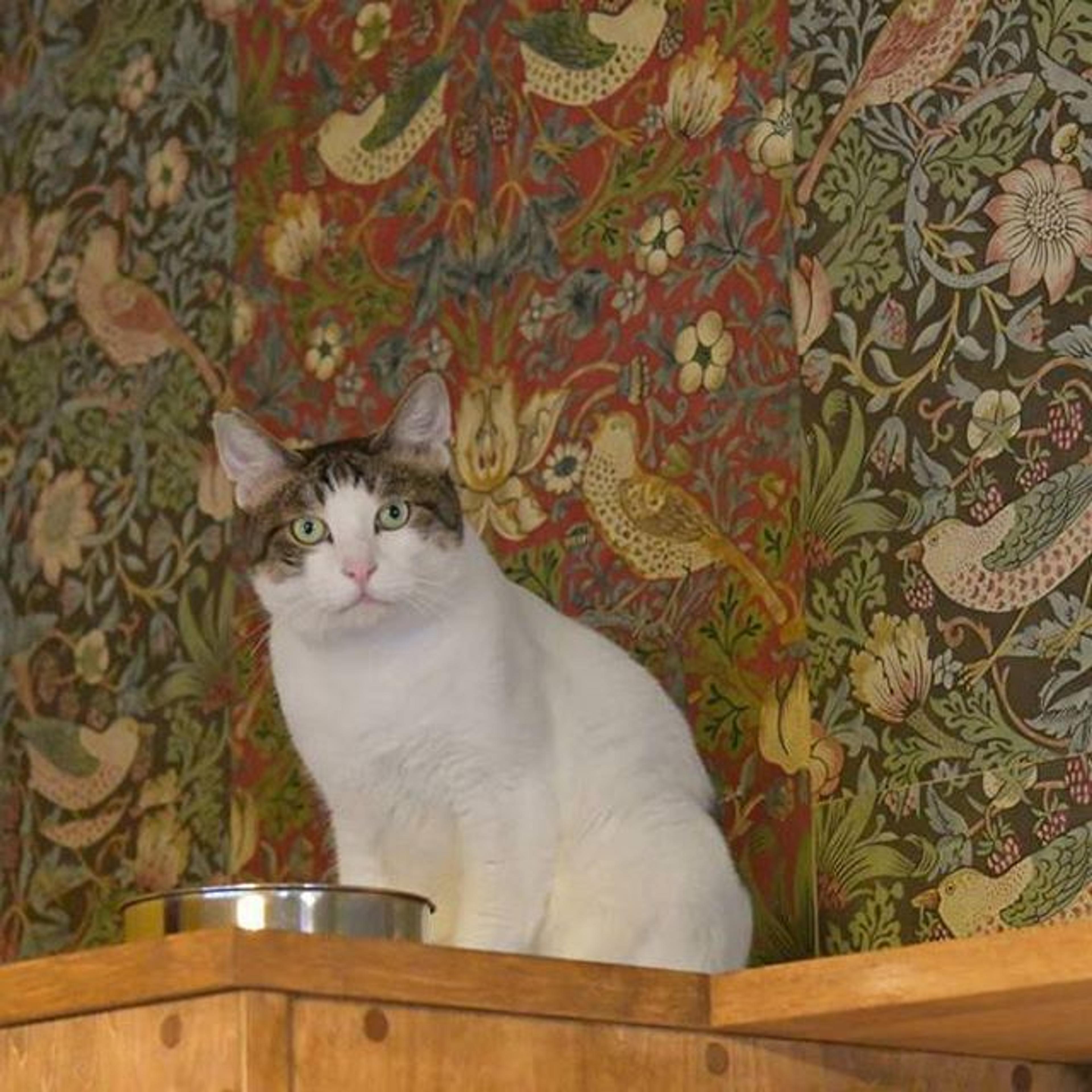 pet-image-2