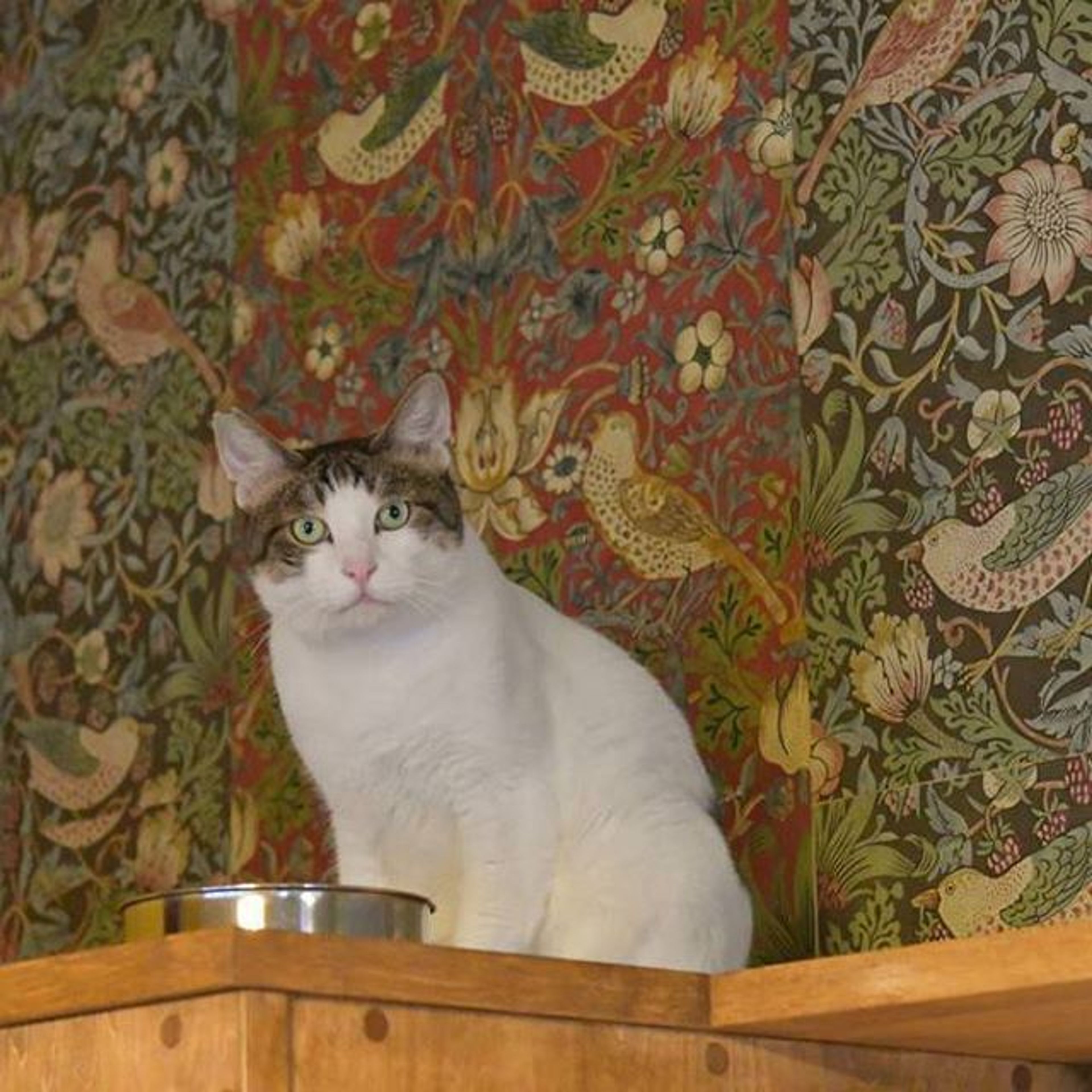 pet-image-2