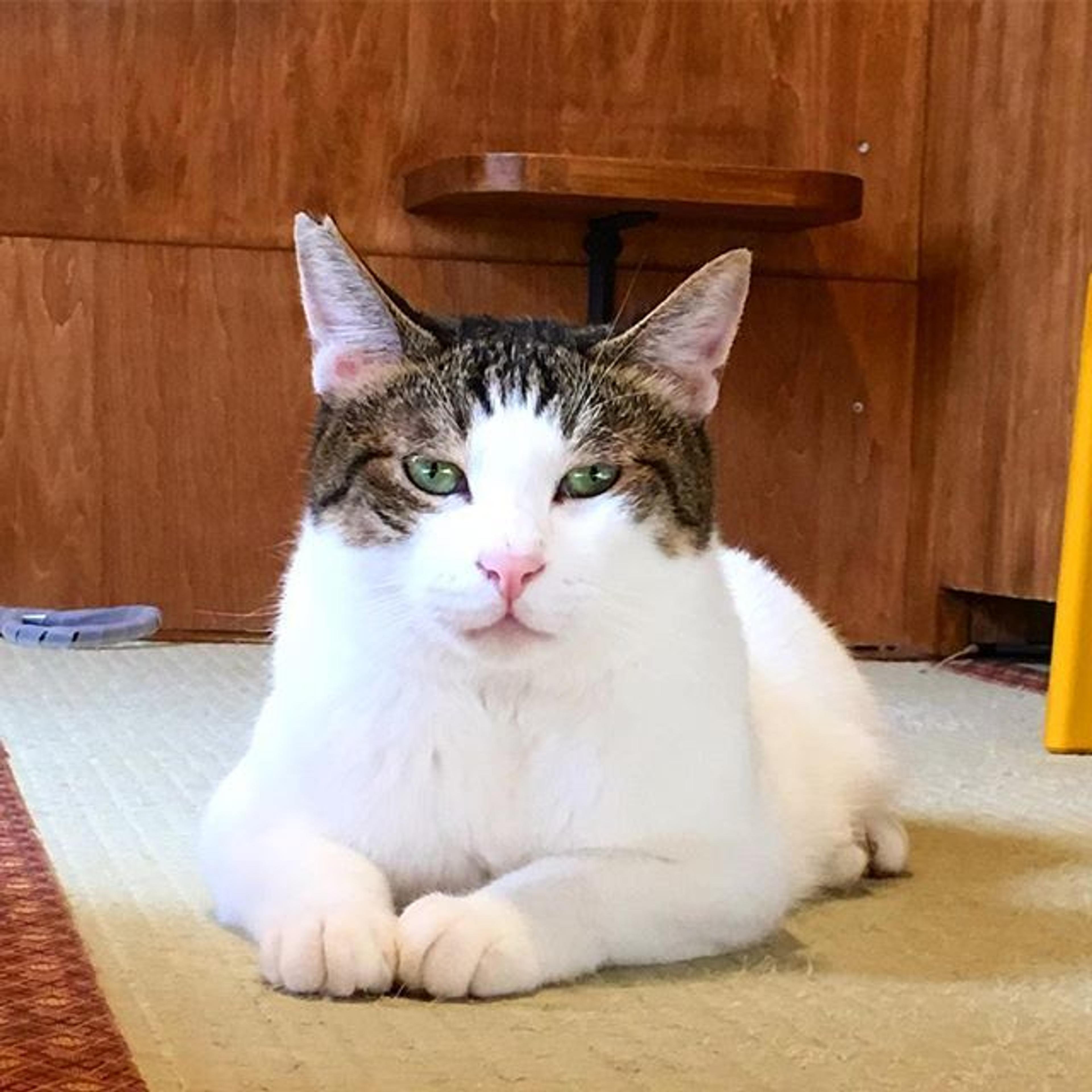 pet-image-3