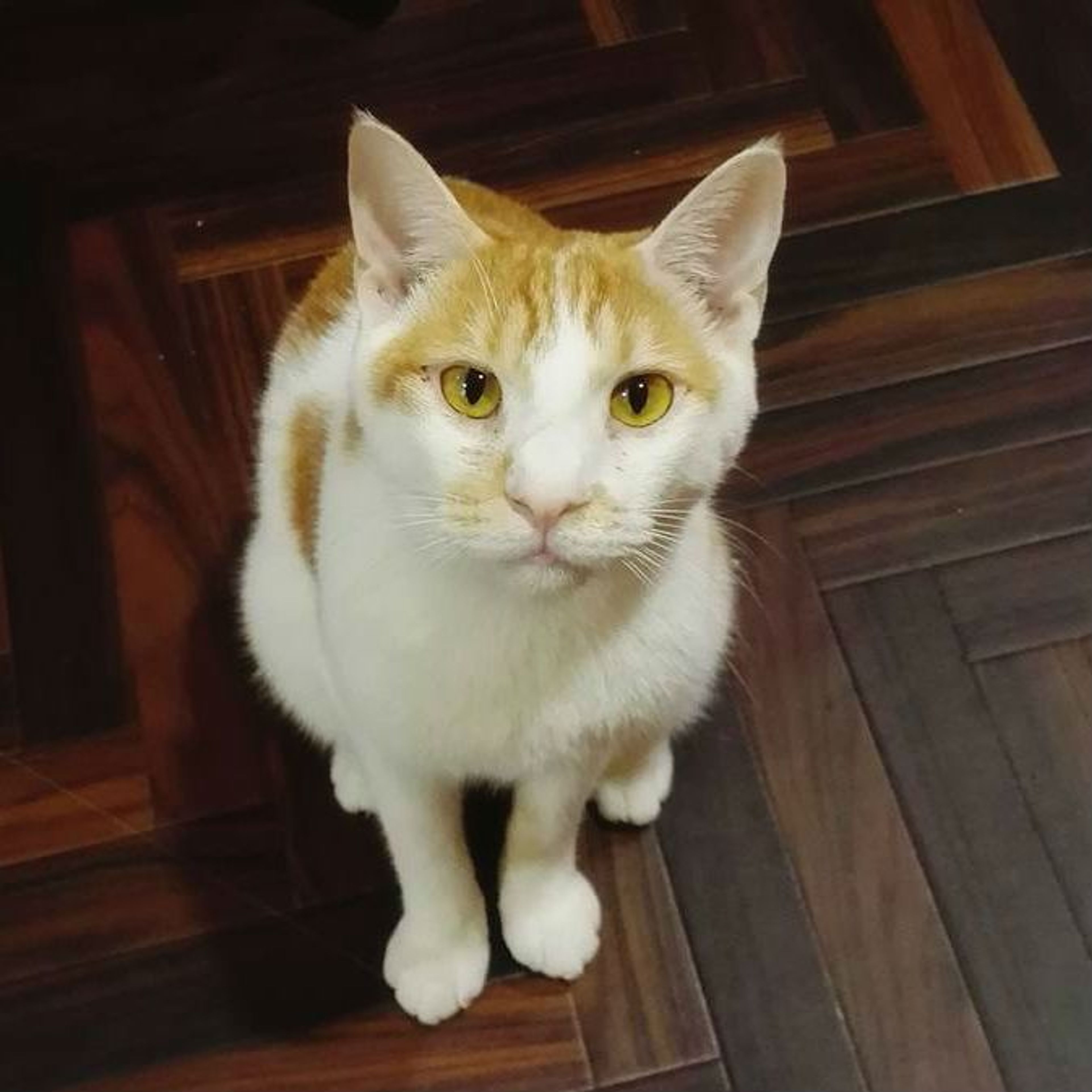 雑種（ミックス猫）・オスの里親募集の写真