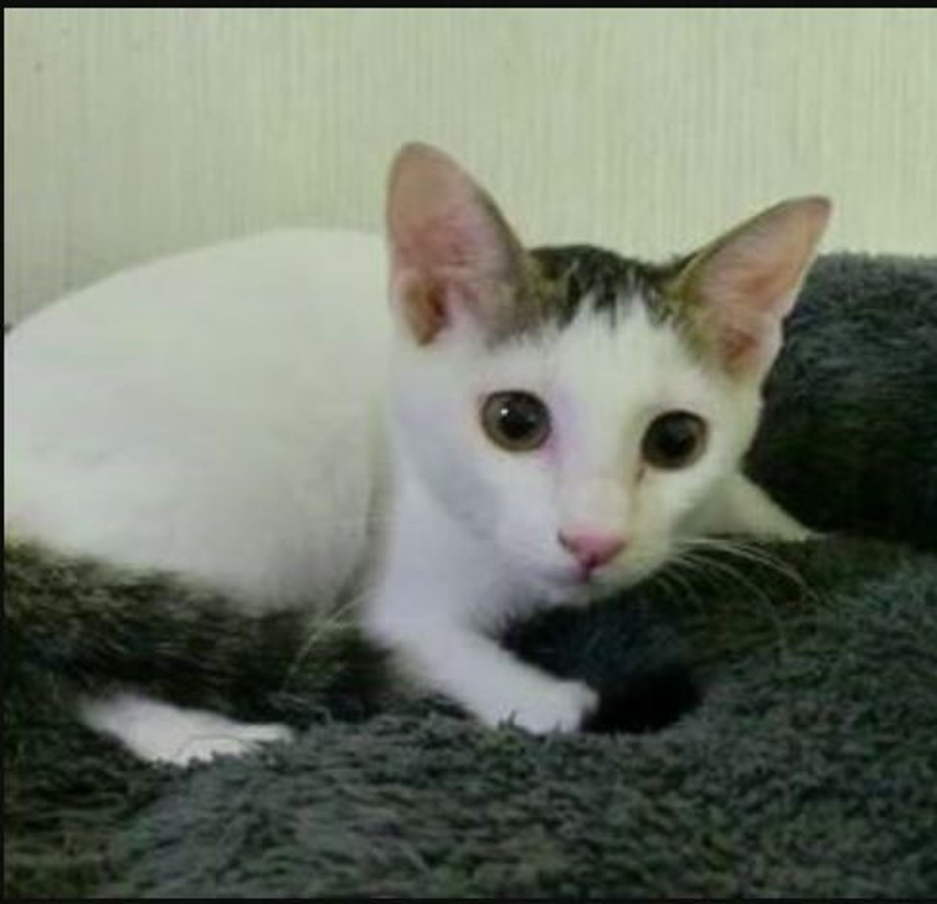 雑種（ミックス猫）・メスの里親募集の写真