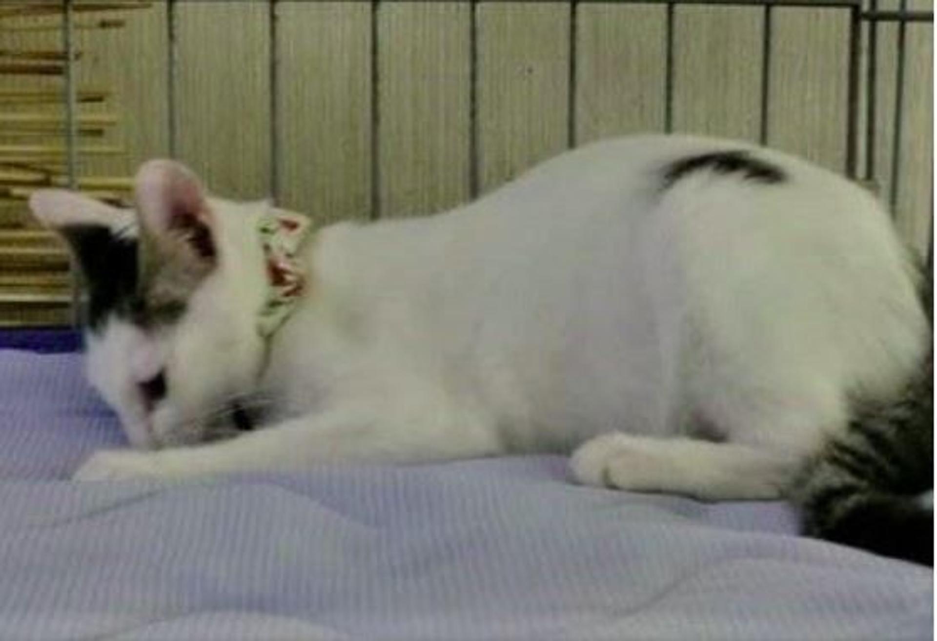 pet-image-3