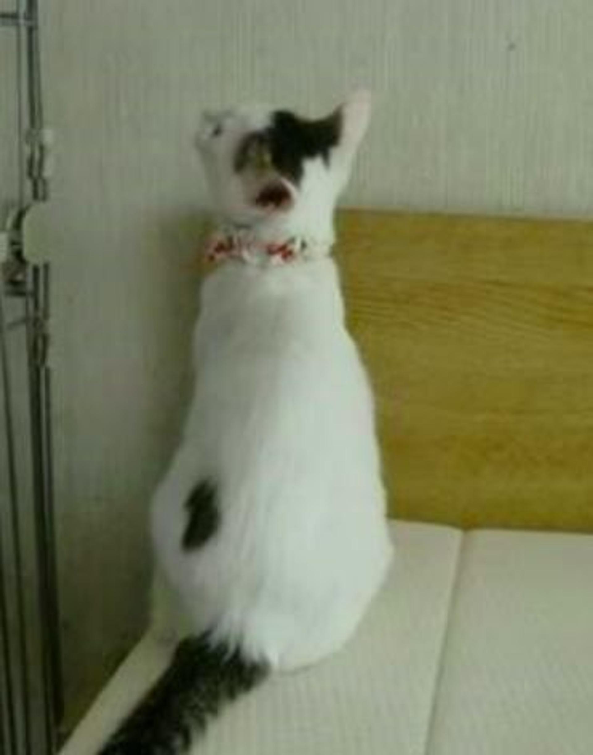 pet-image-4