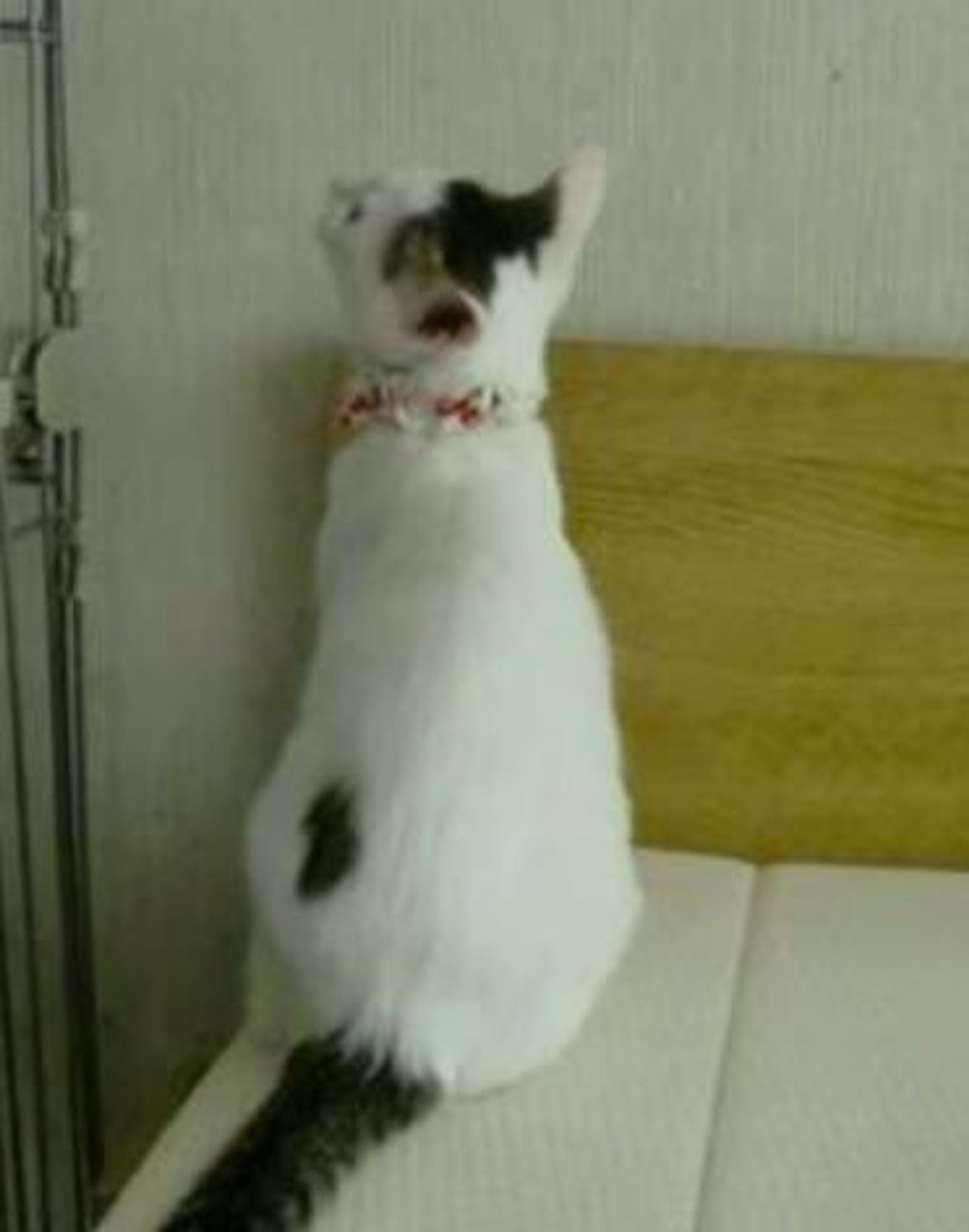 pet-image-4