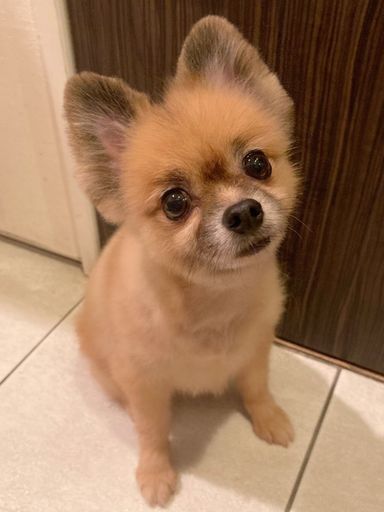 プリン