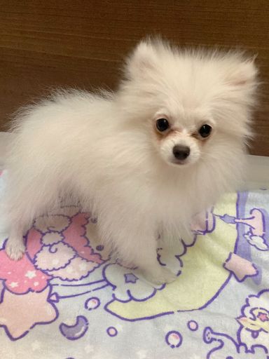 シフォン