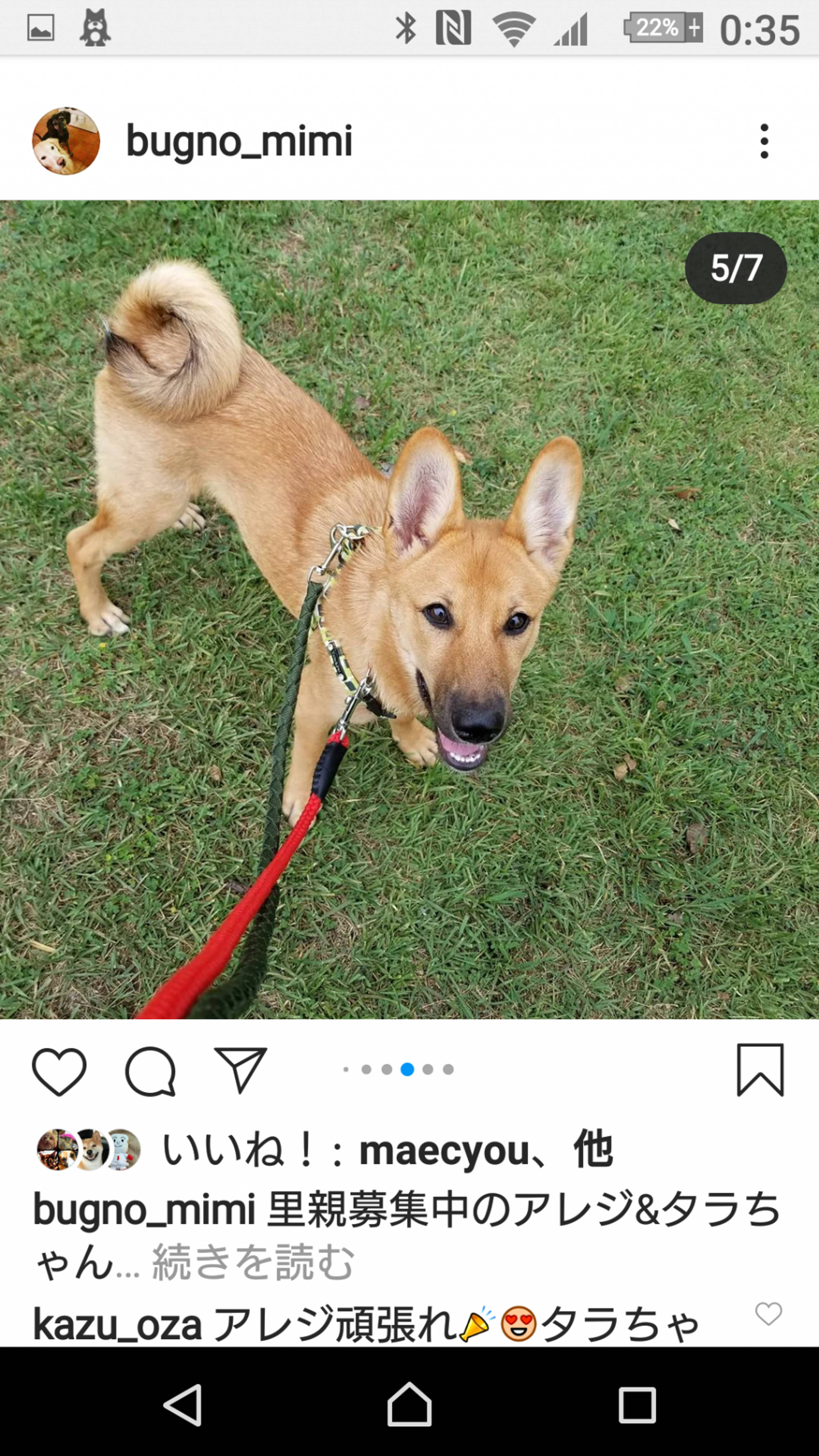 雑種（ミックス犬）・オスの里親募集の写真
