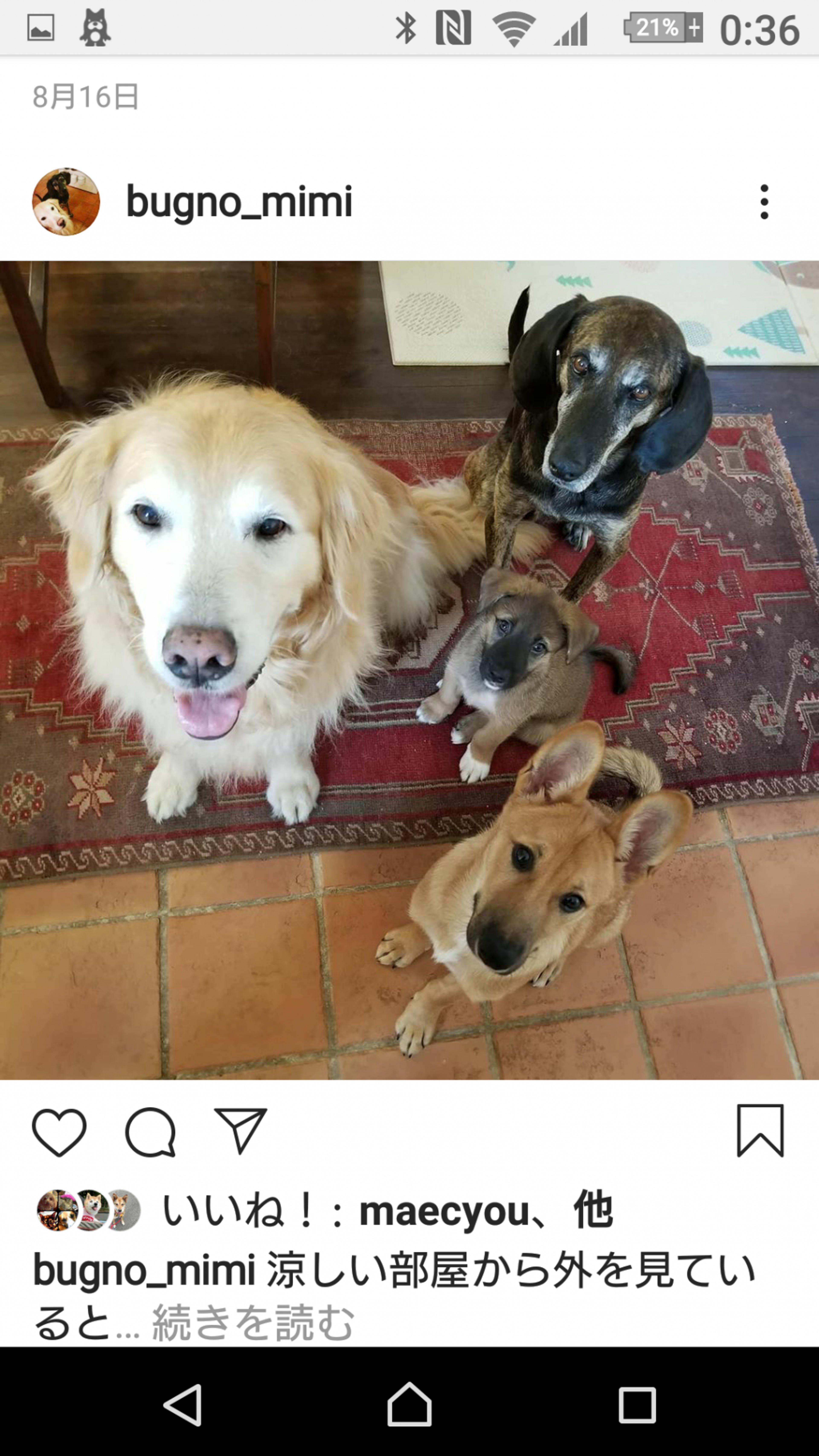 pet-image-2