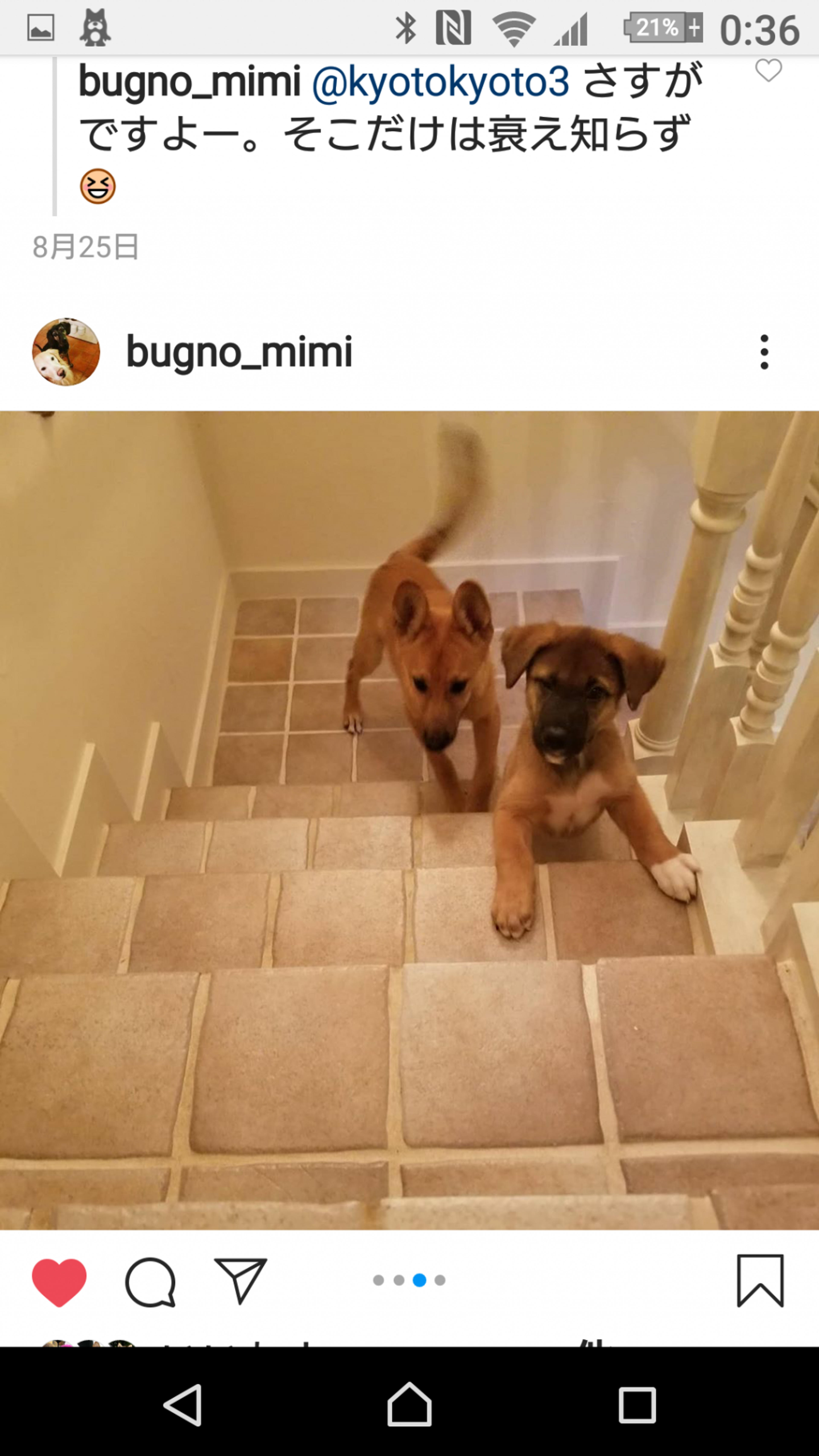 pet-image-3