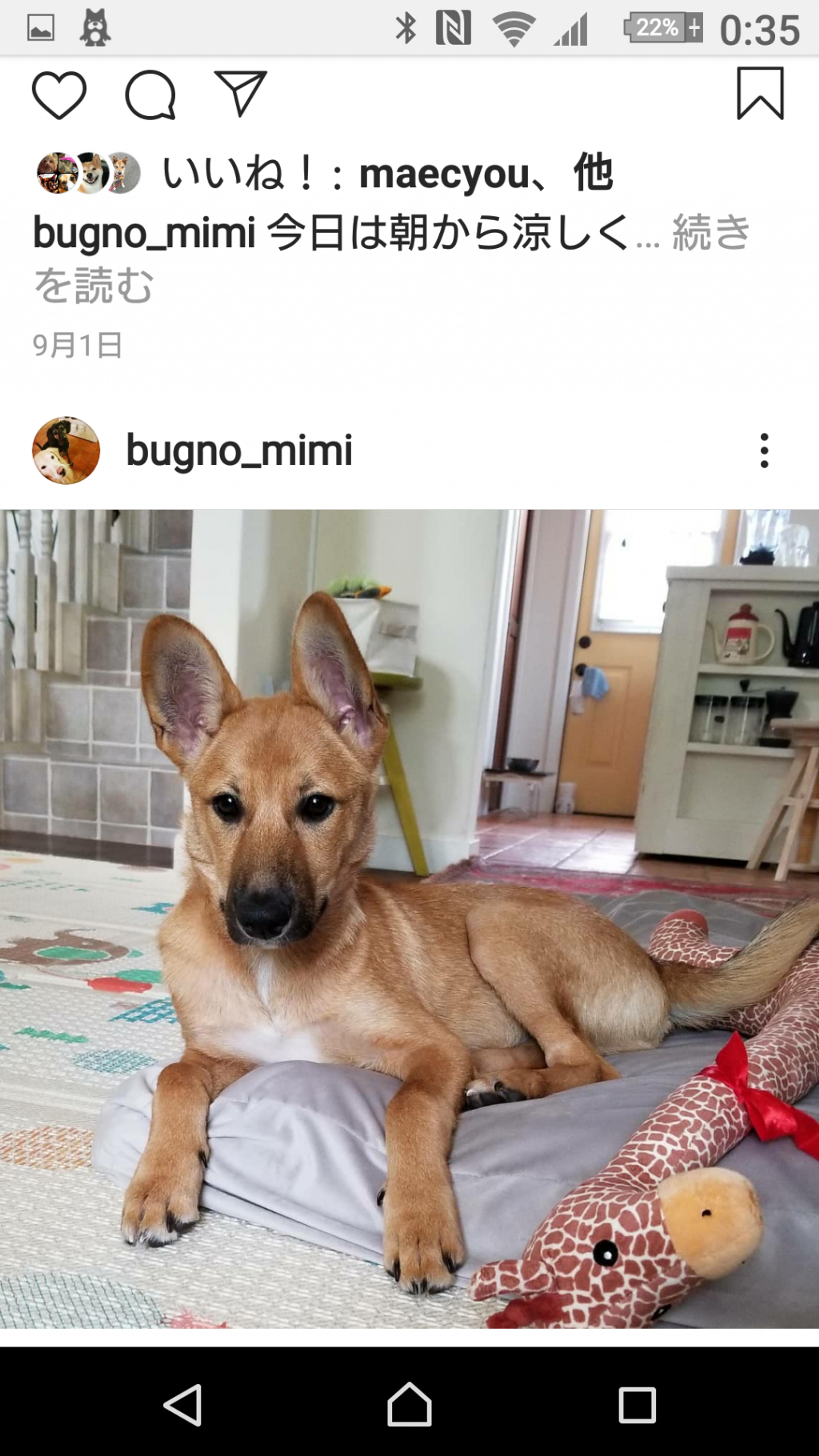 pet-image-4