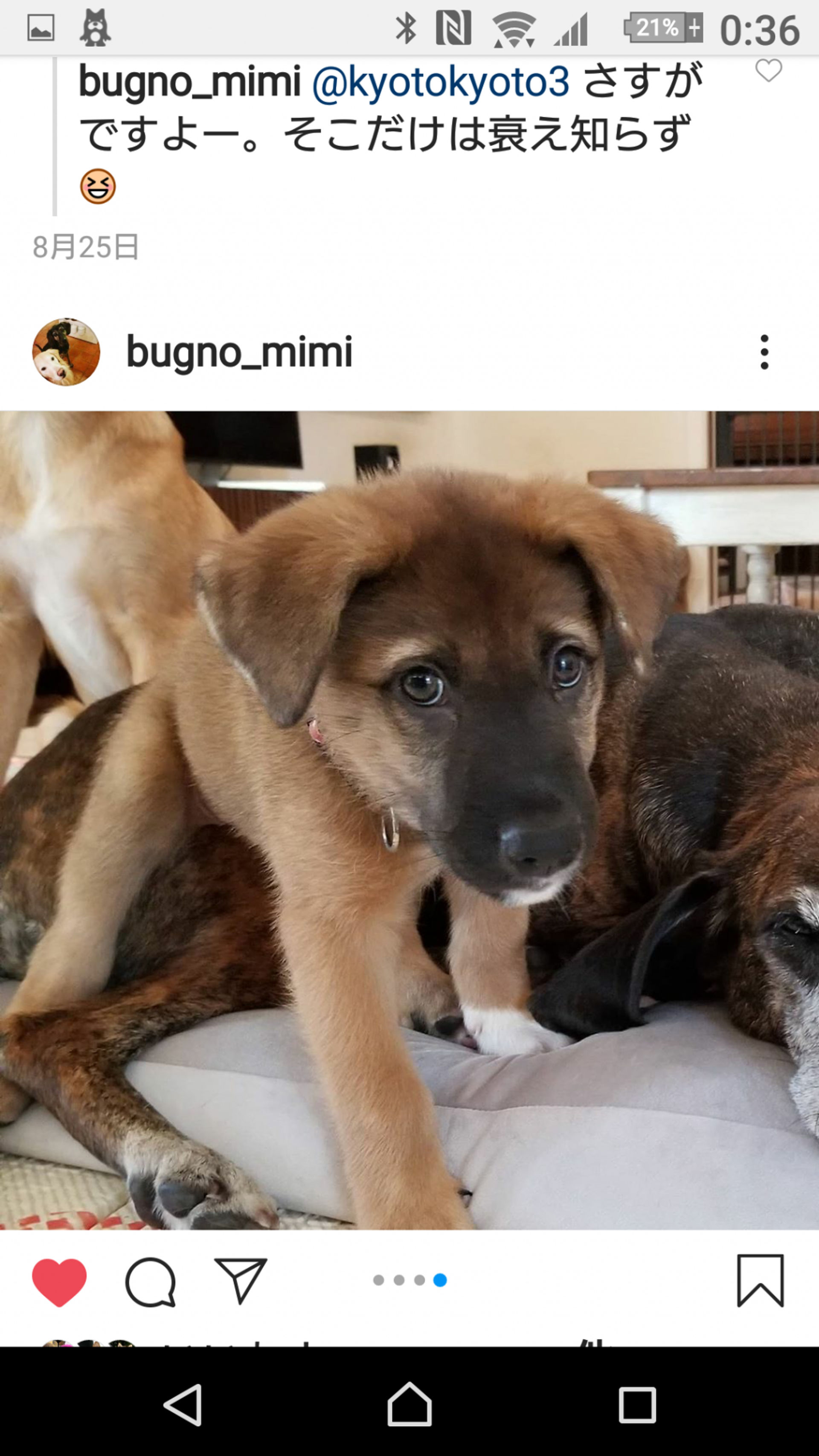 雑種（ミックス犬）・オスの里親募集の写真