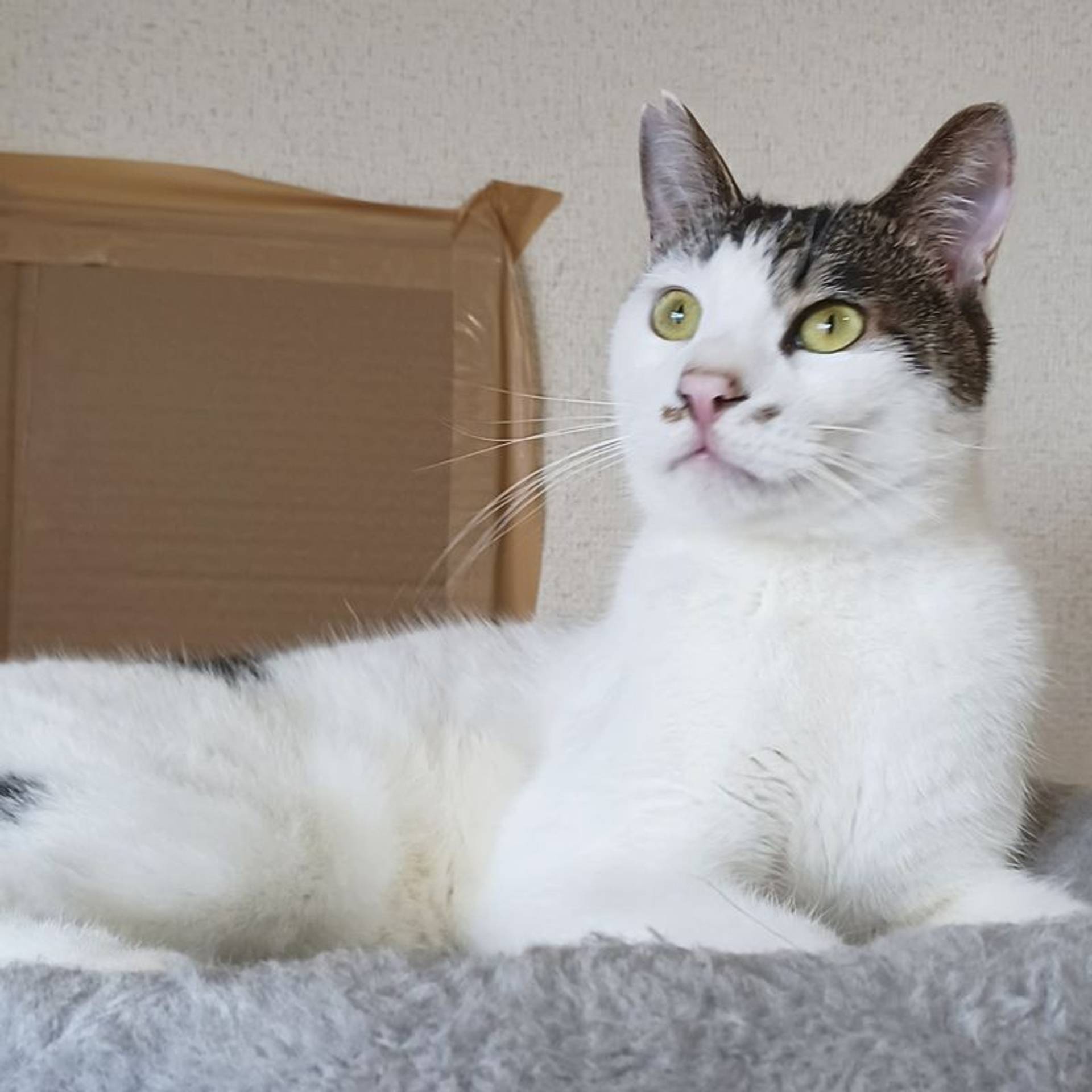 雑種（ミックス猫）・オスの里親募集の写真