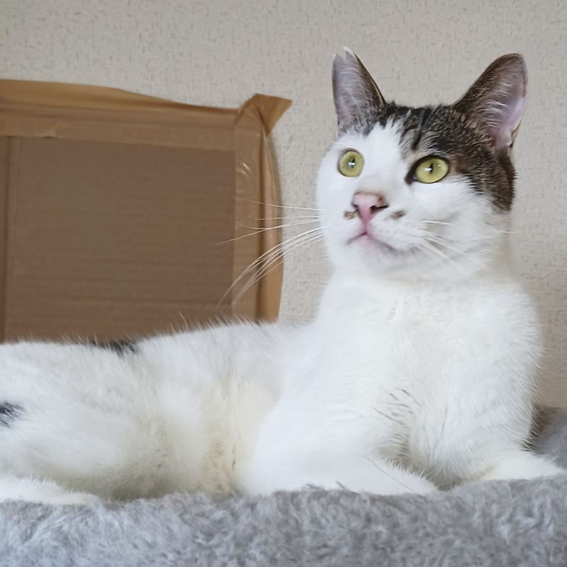 雑種（ミックス猫）・オスの里親募集の写真