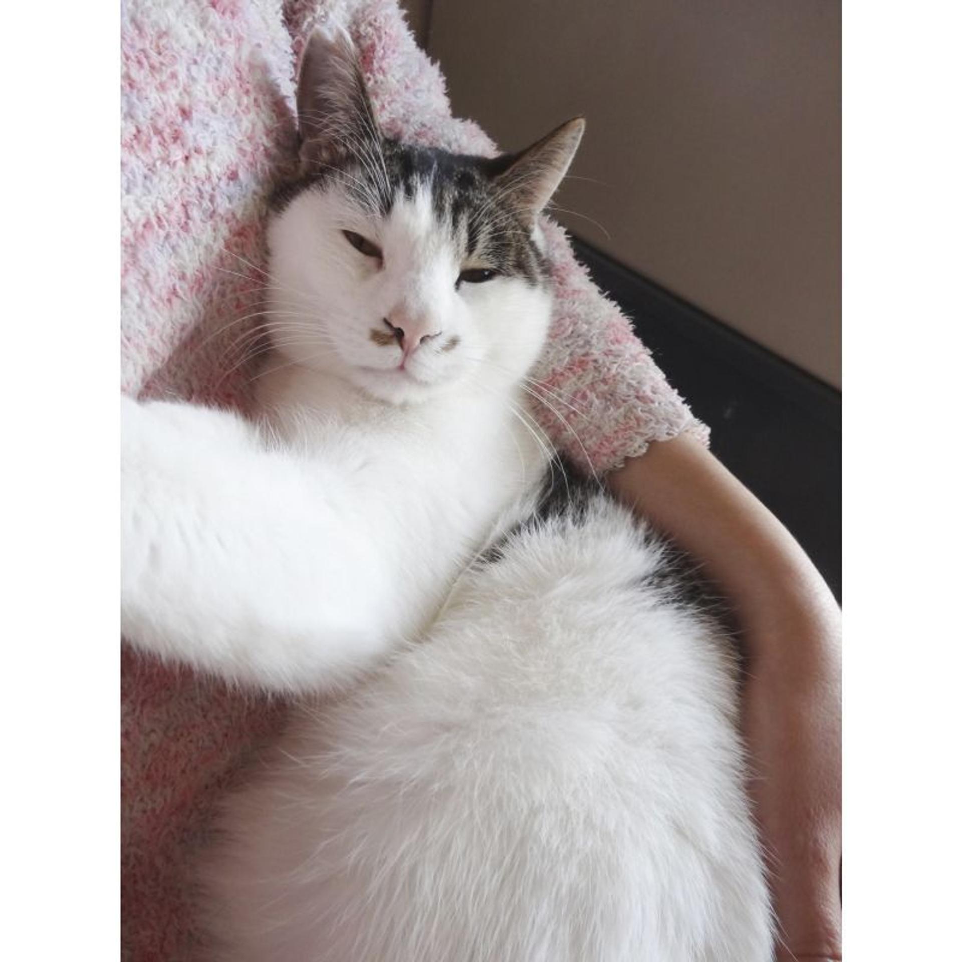 pet-image-3