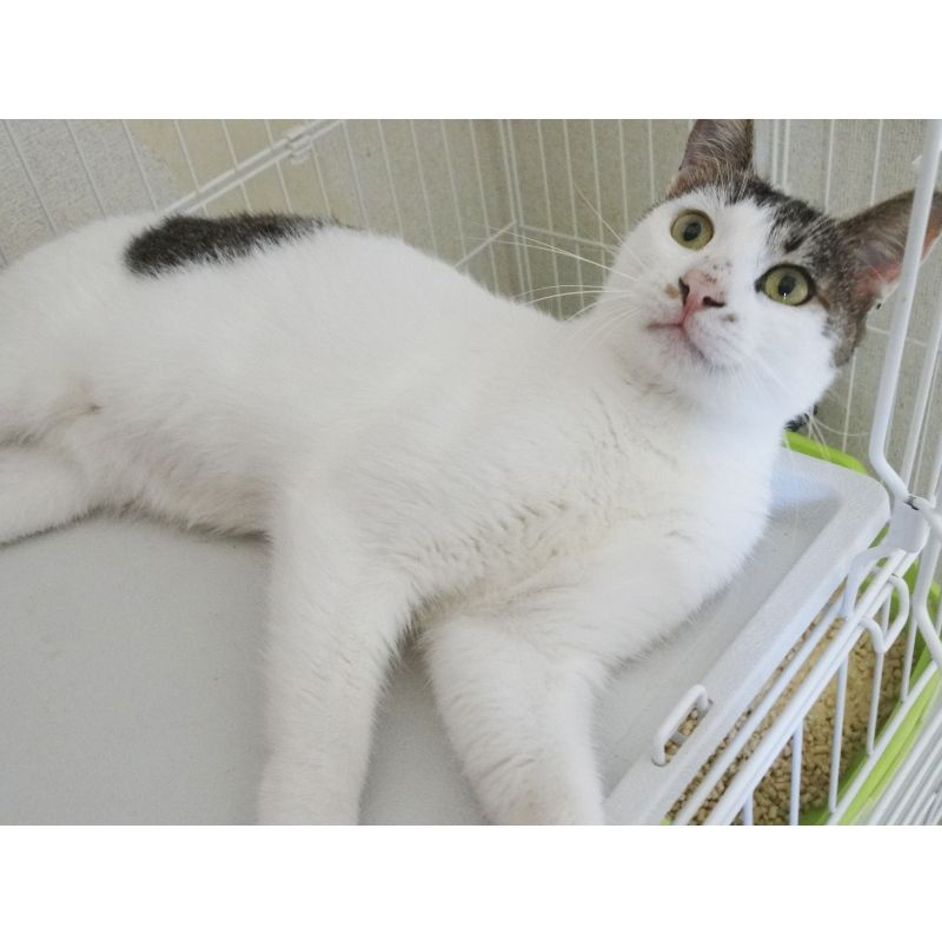 pet-image-4