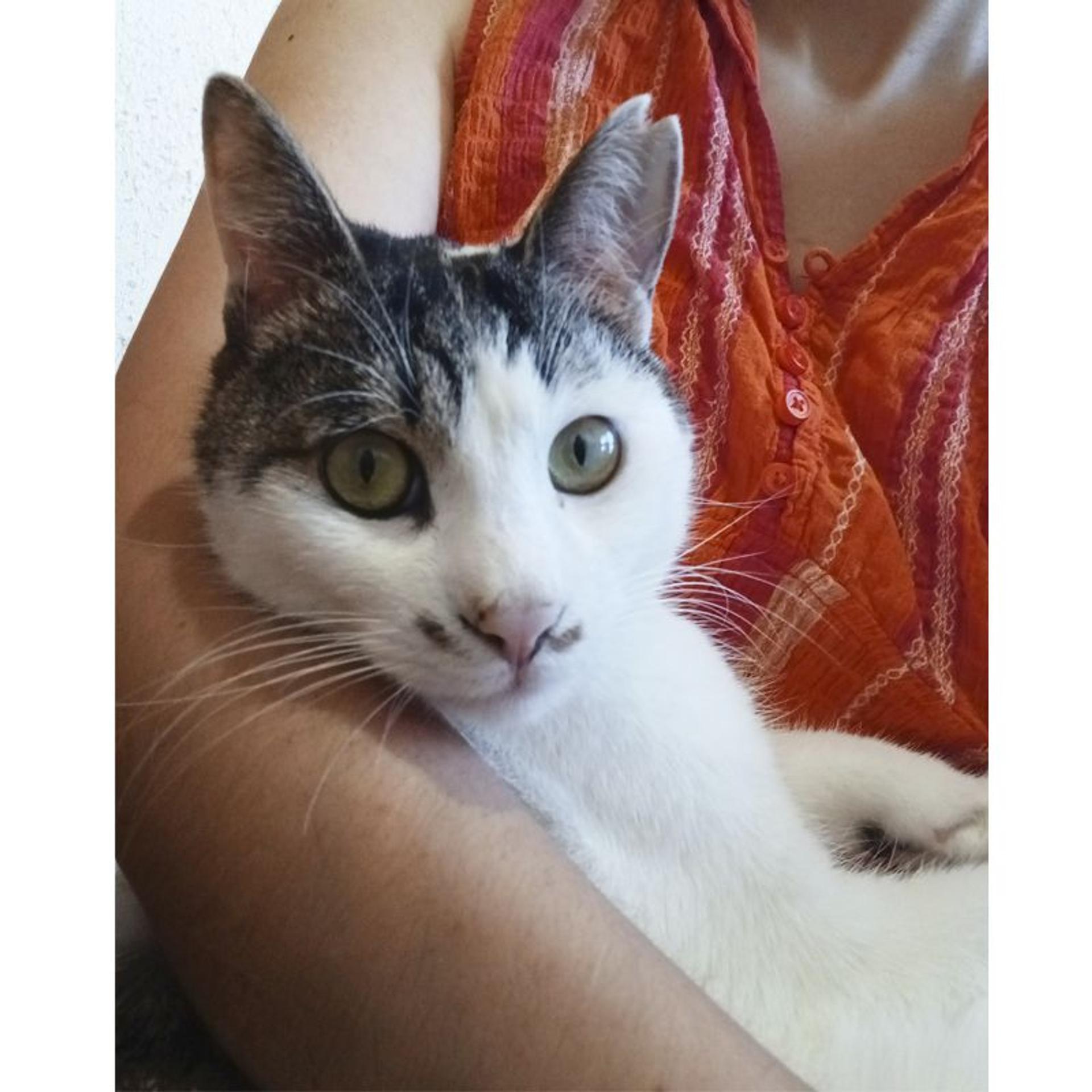 pet-image-6