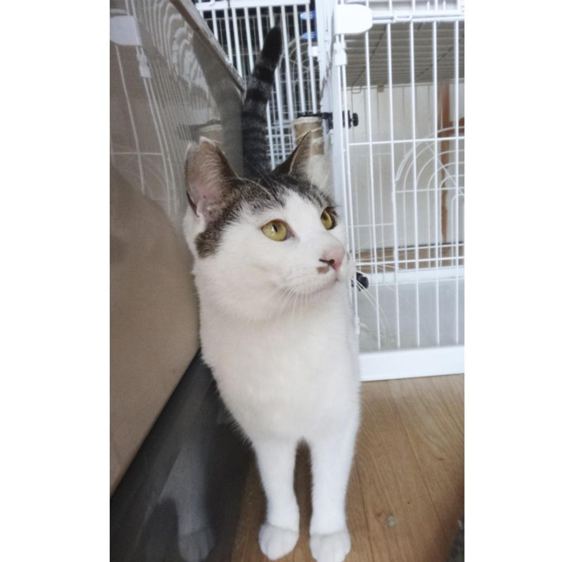 pet-image-7
