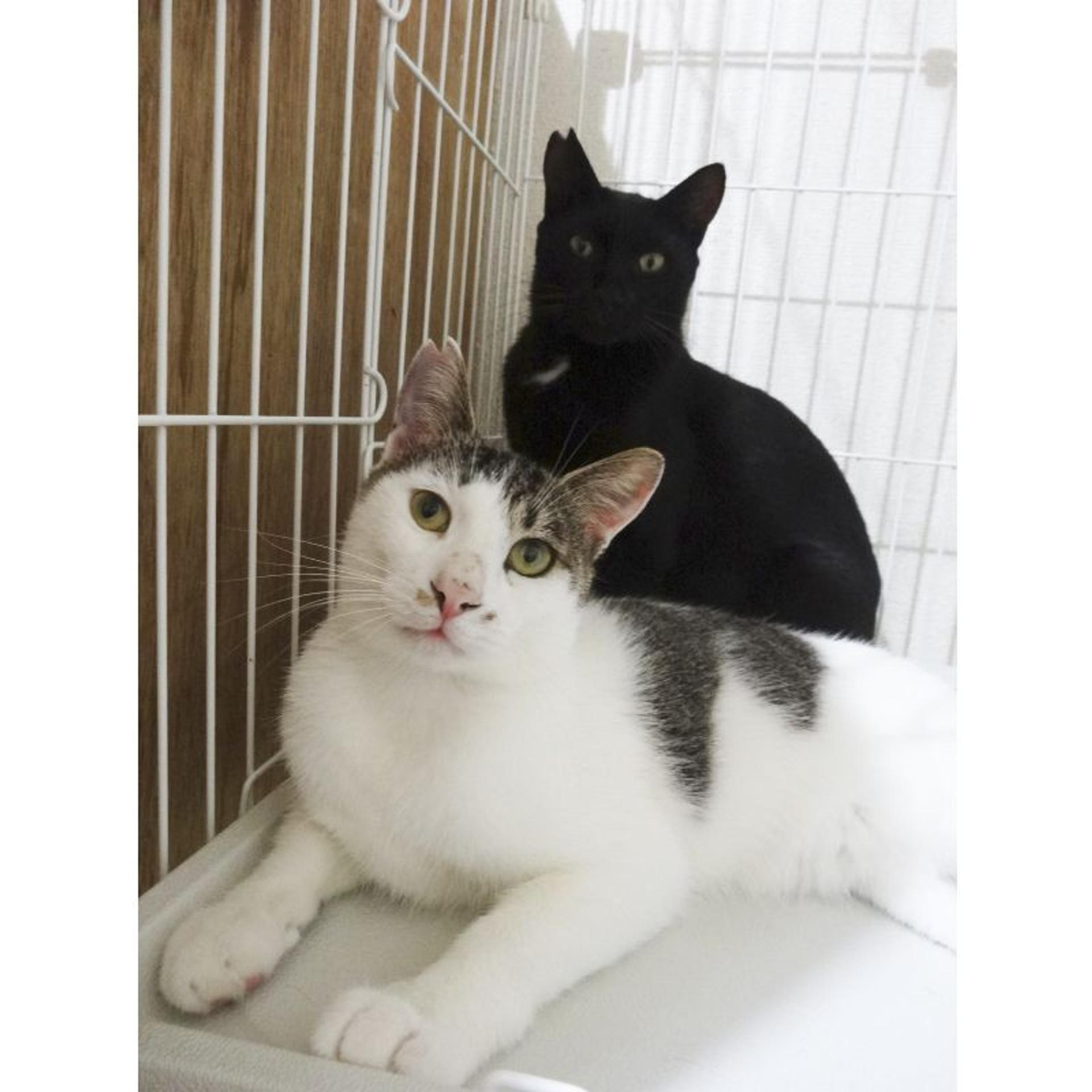 pet-image-8