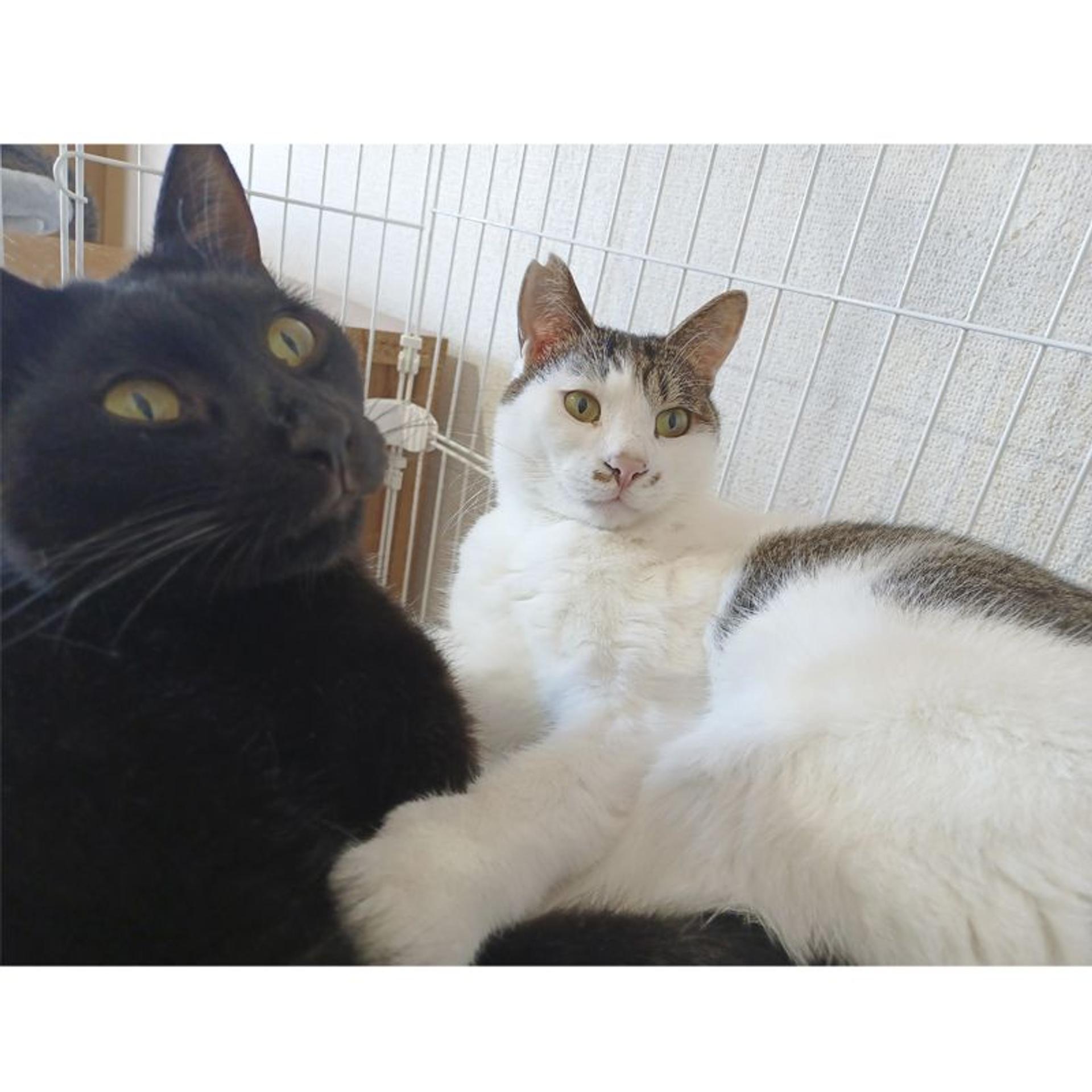 pet-image-9