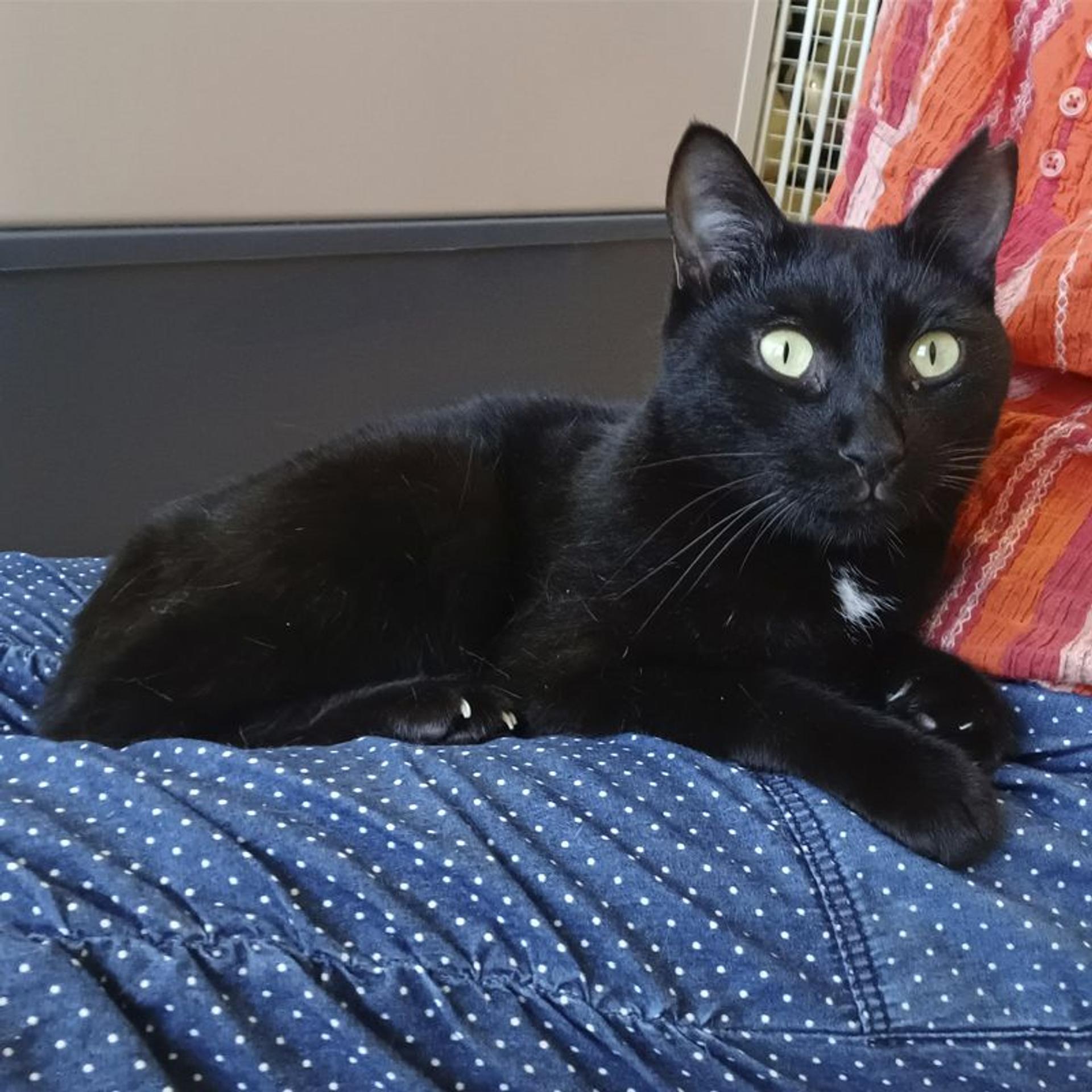 pet-image-2