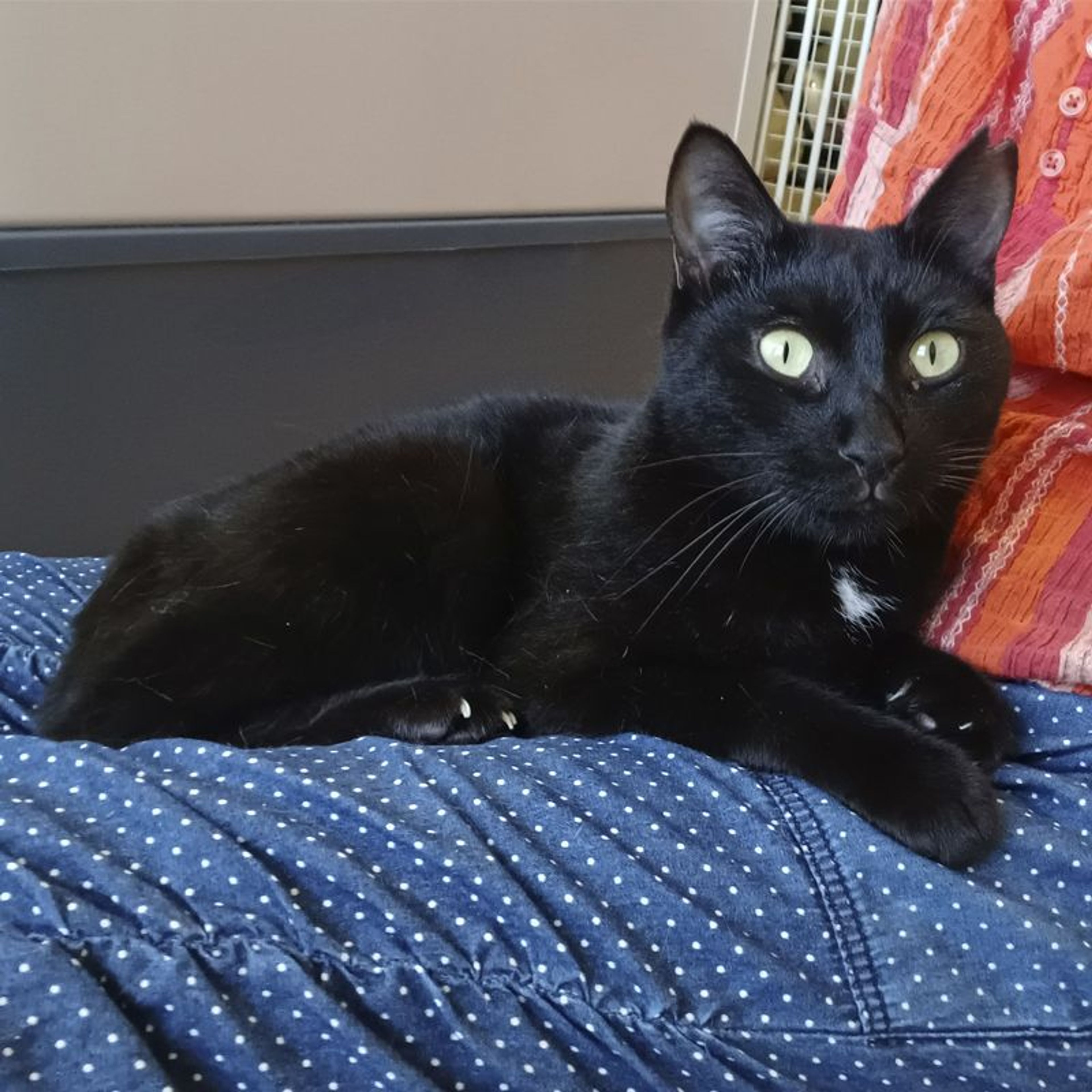 pet-image-2