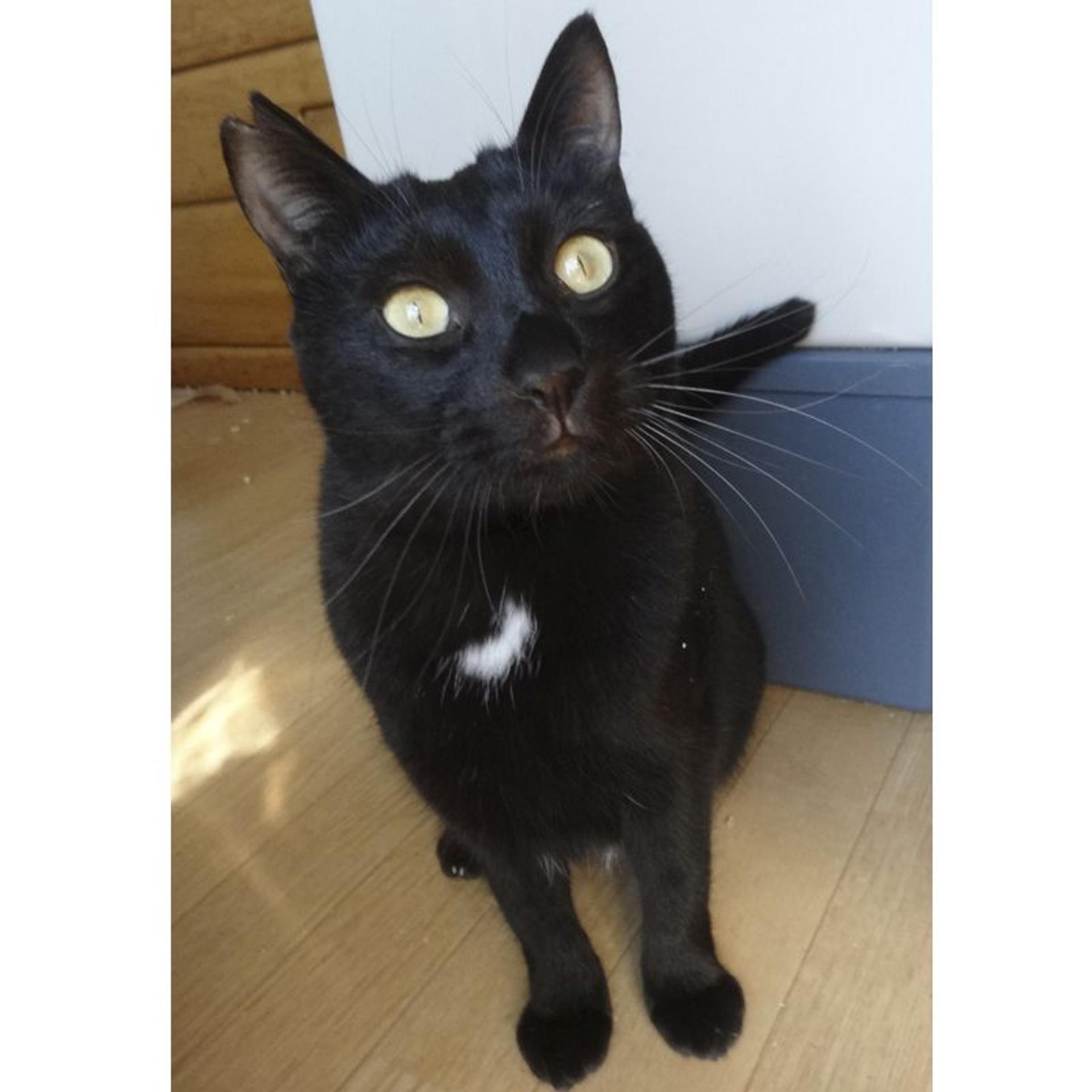 pet-image-3