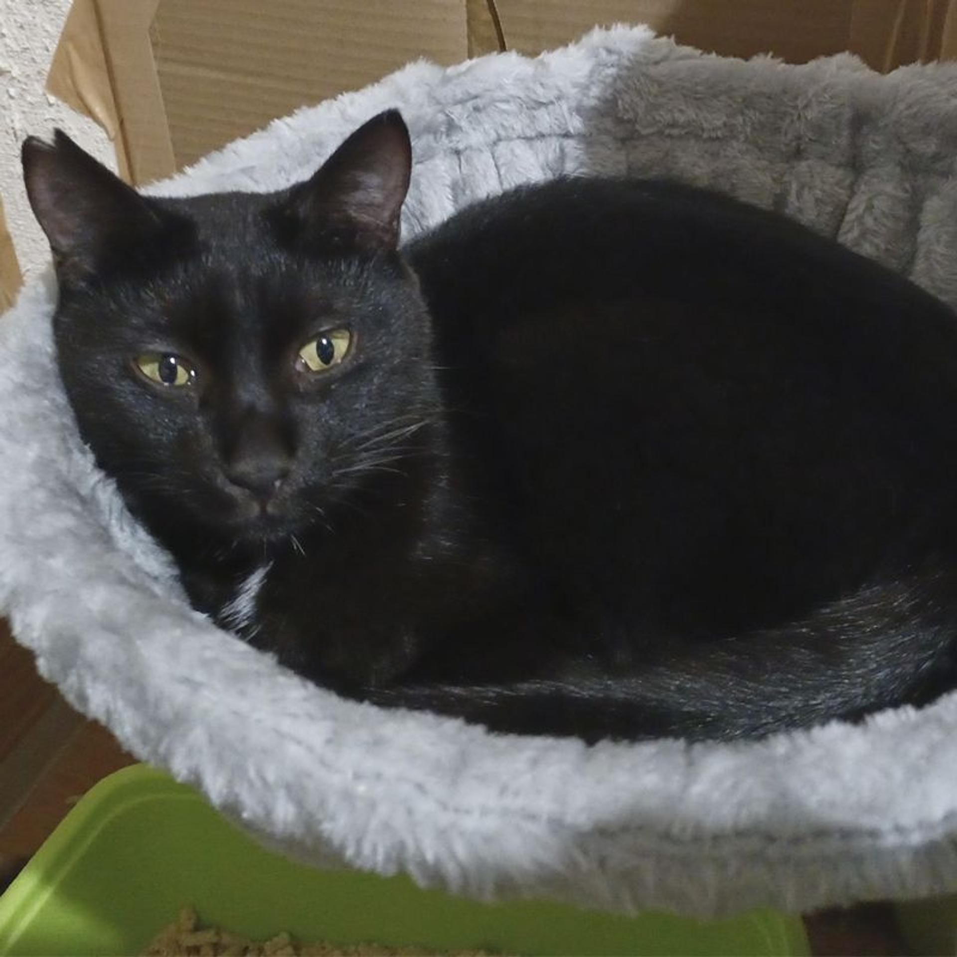 pet-image-4