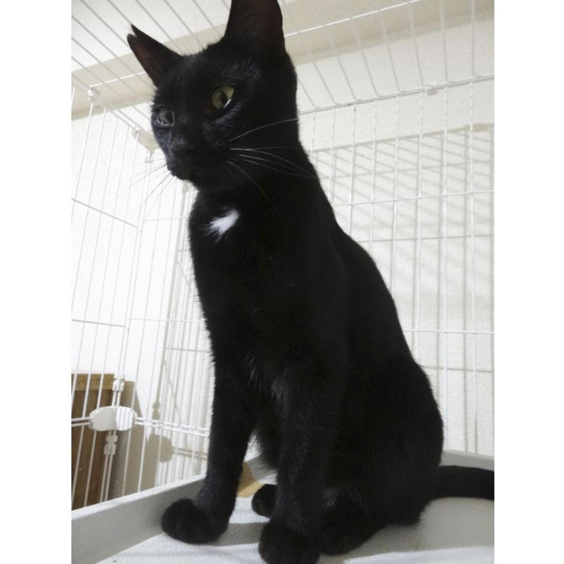 pet-image-5