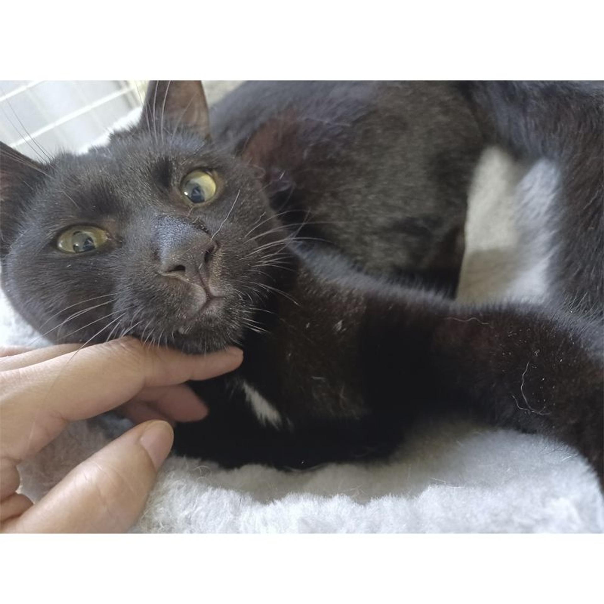 pet-image-6