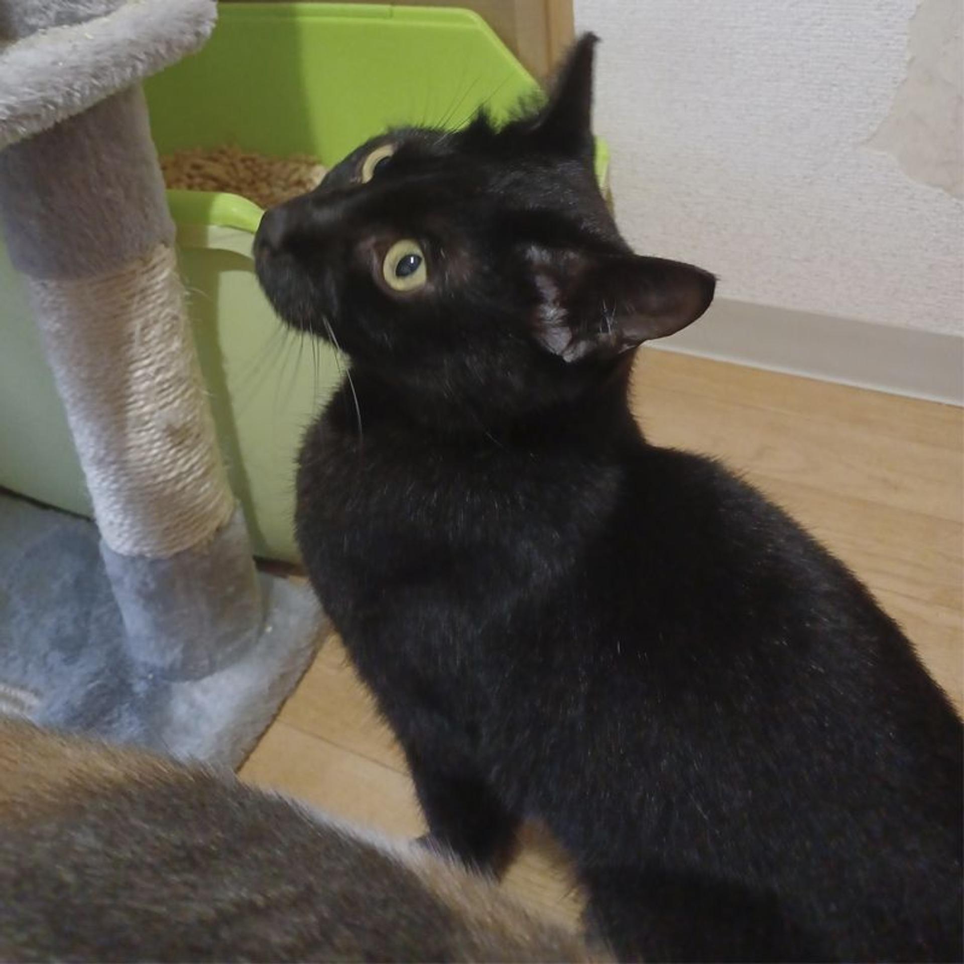 pet-image-7
