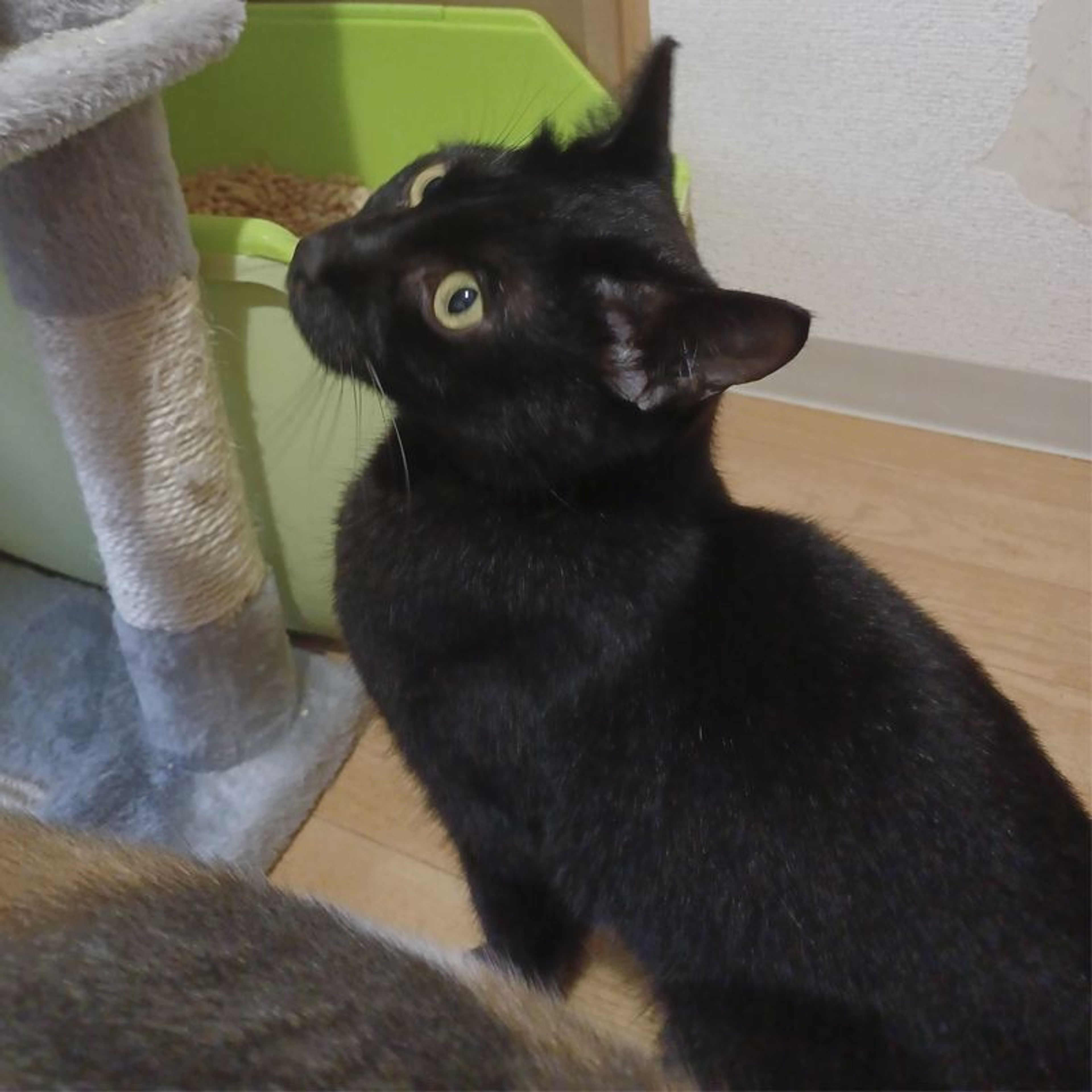 pet-image-7