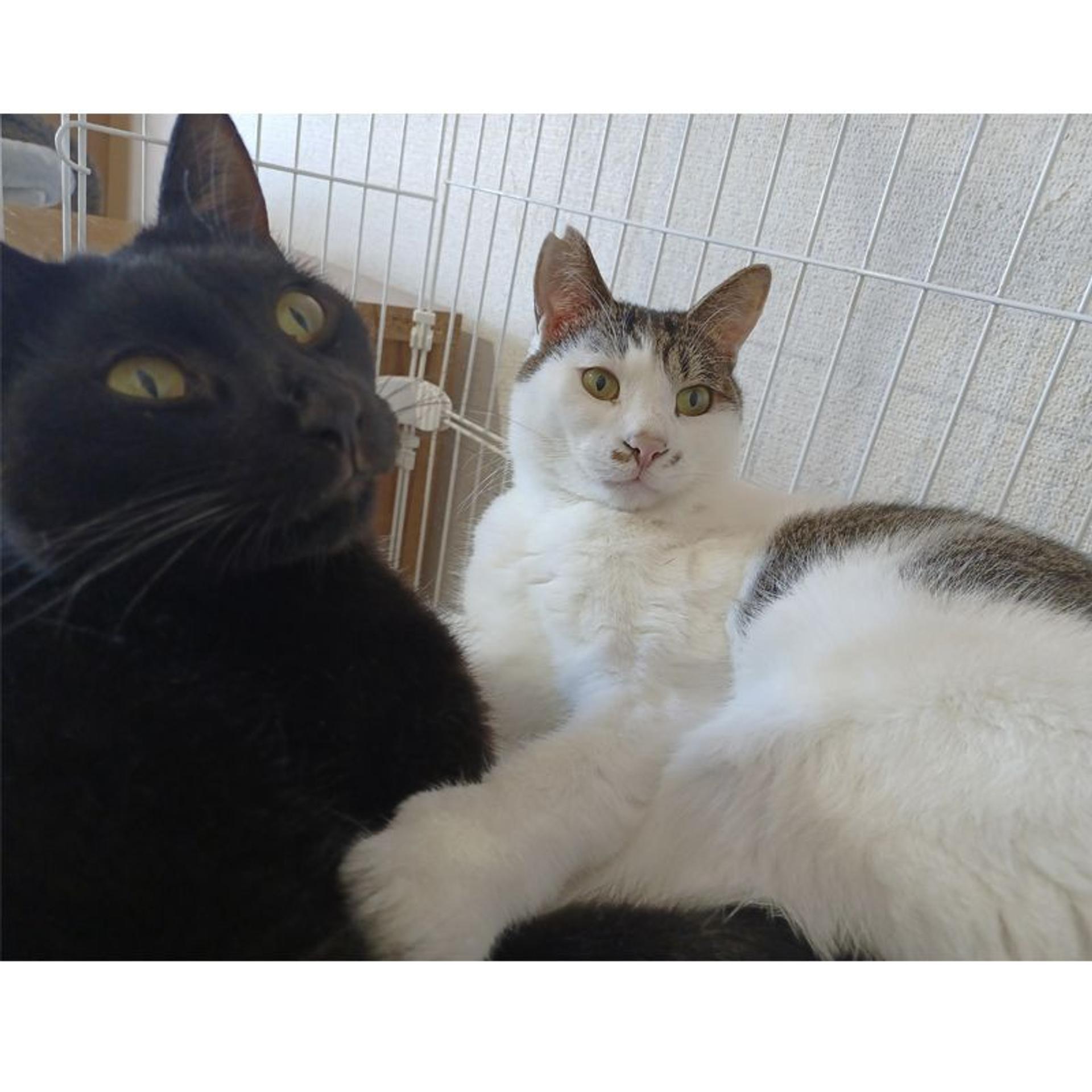 pet-image-9