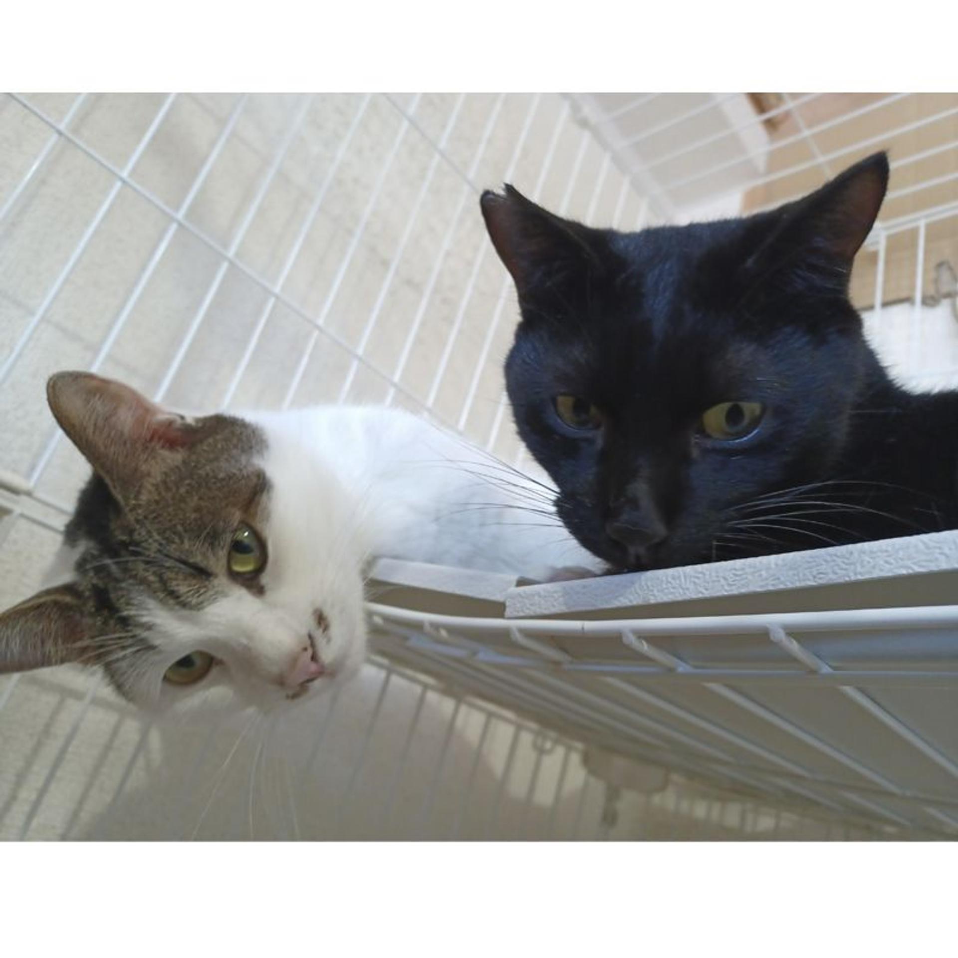 pet-image-10