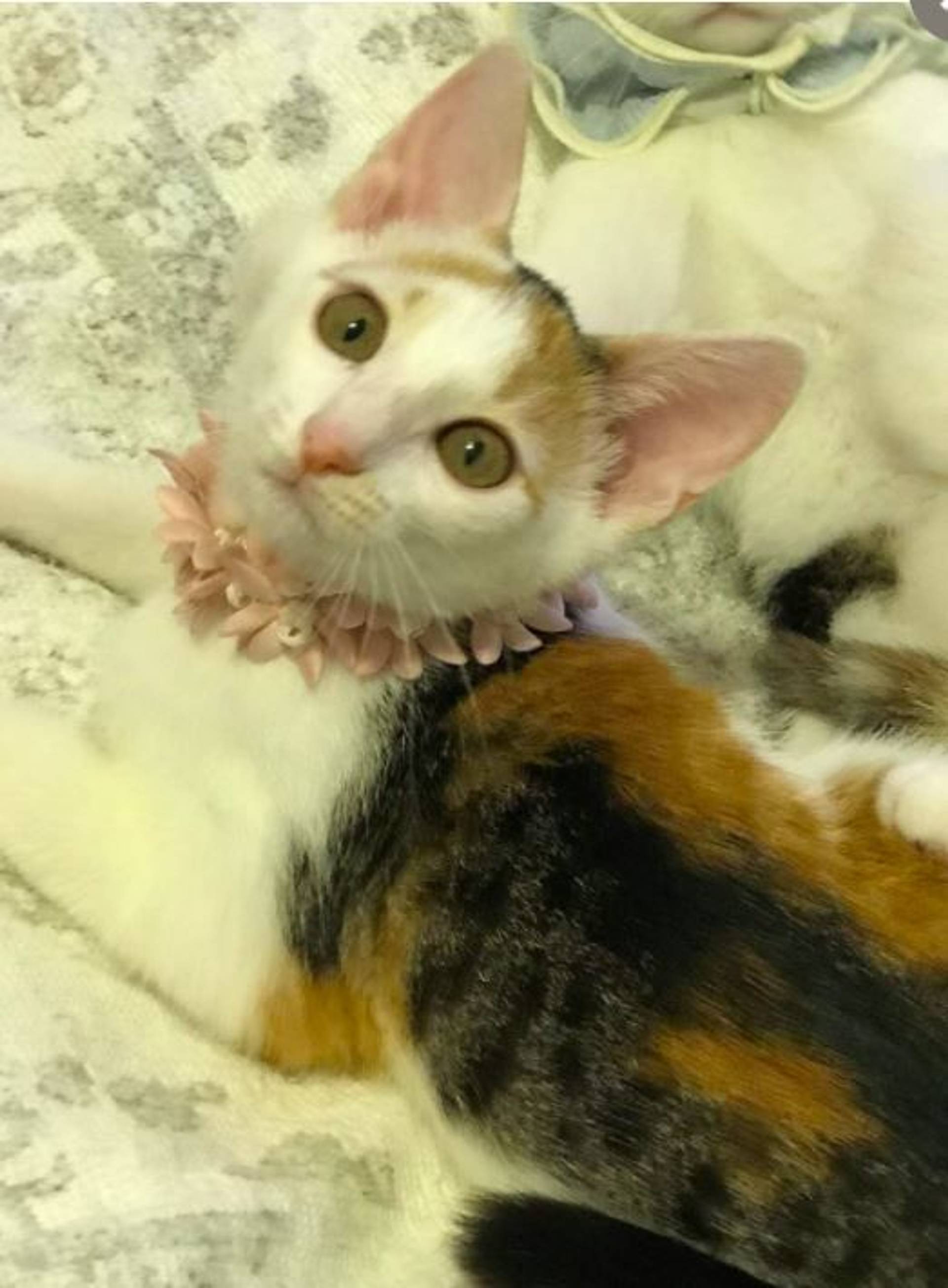 雑種（ミックス猫）・メスの里親募集の写真