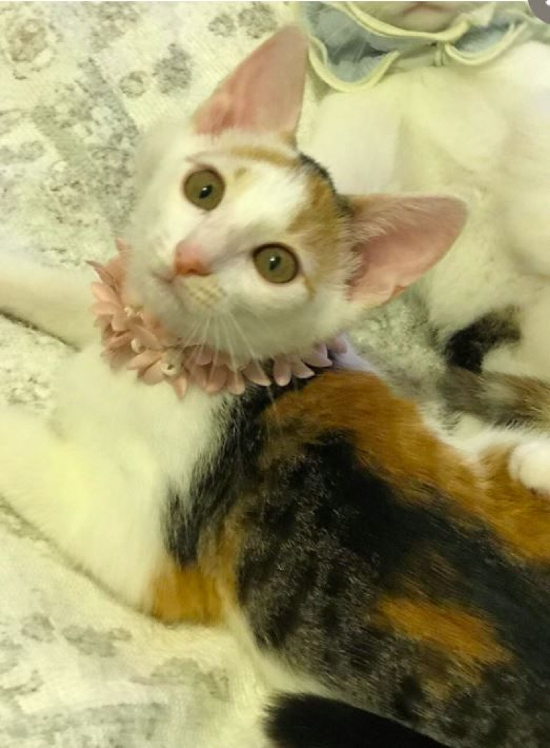 雑種（ミックス猫）・メスの里親募集の写真