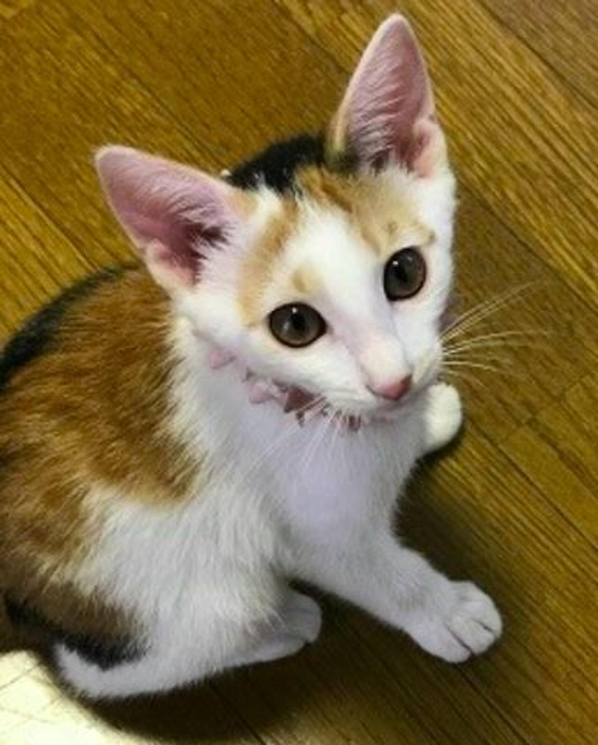 pet-image-4