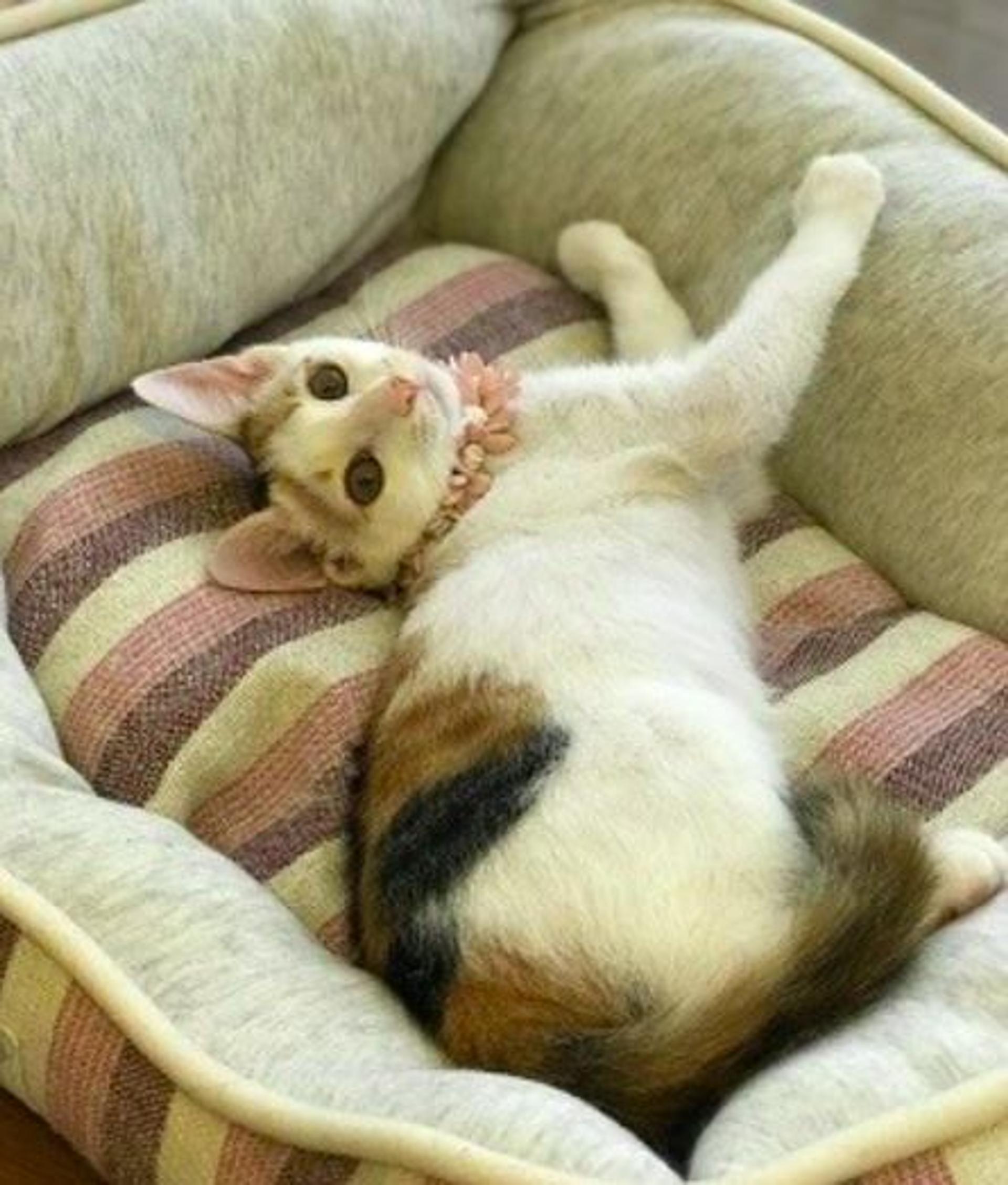 pet-image-5