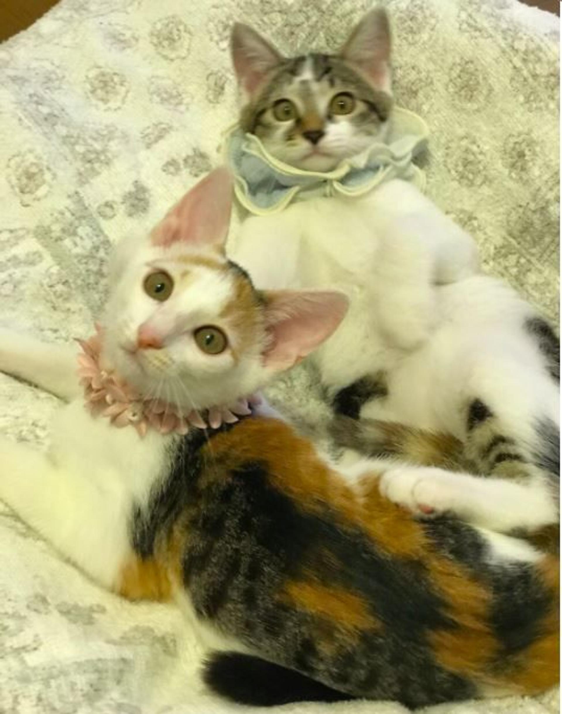 pet-image-6