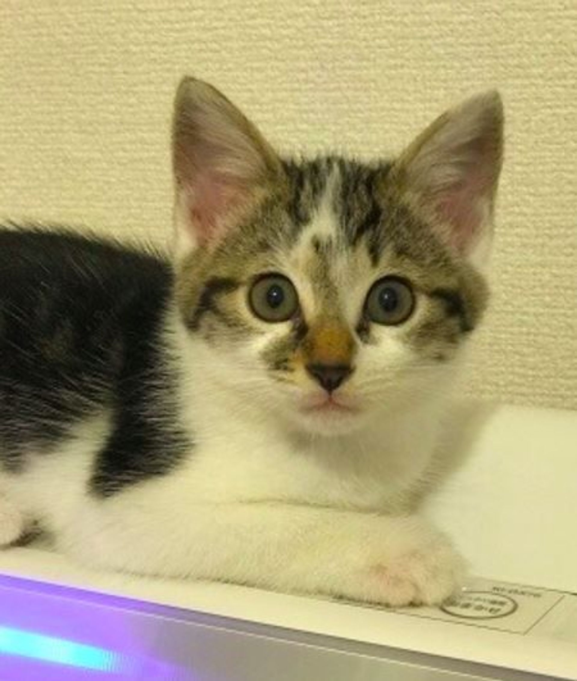 雑種（ミックス猫）・メスの里親募集の写真