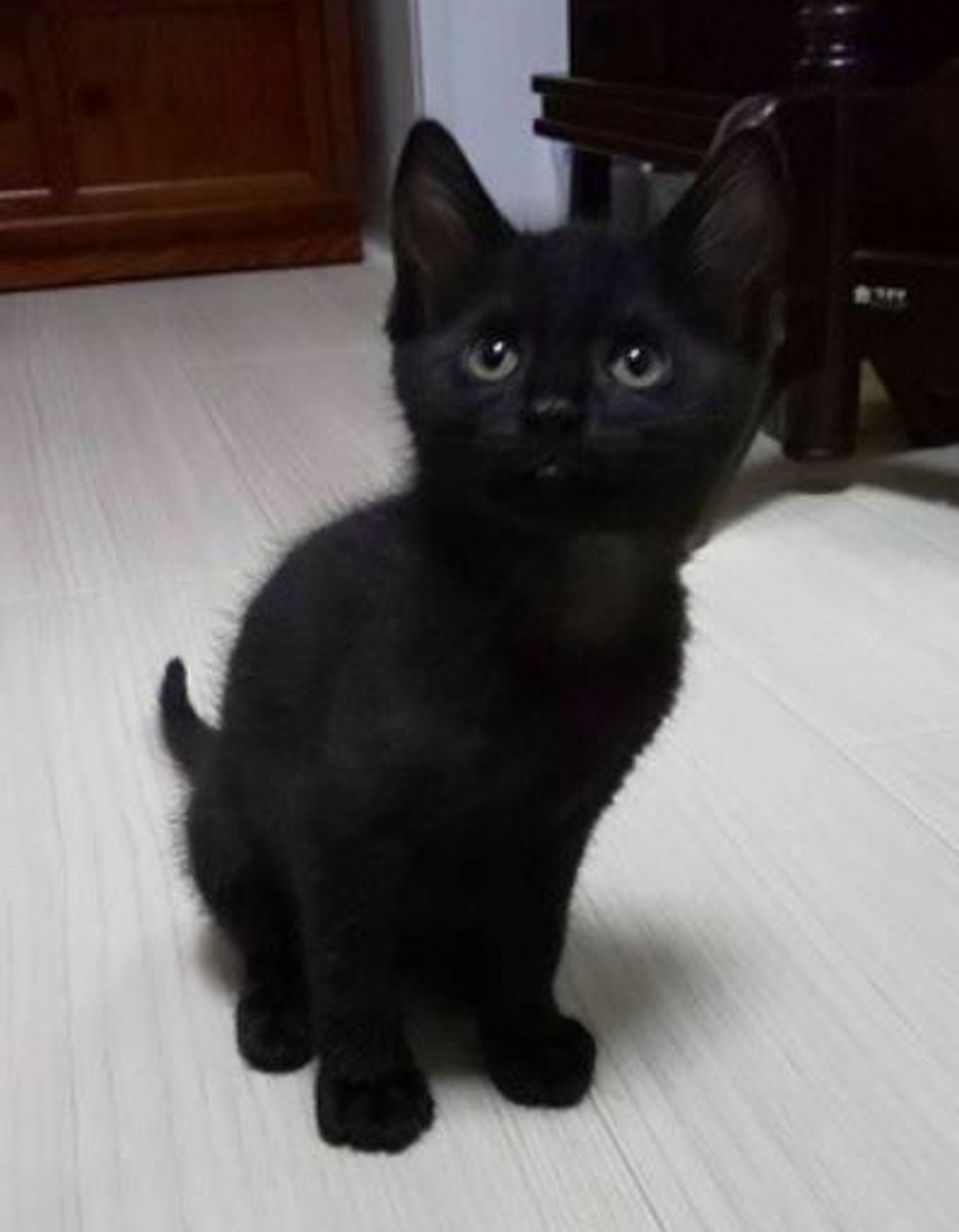 pet-image-2