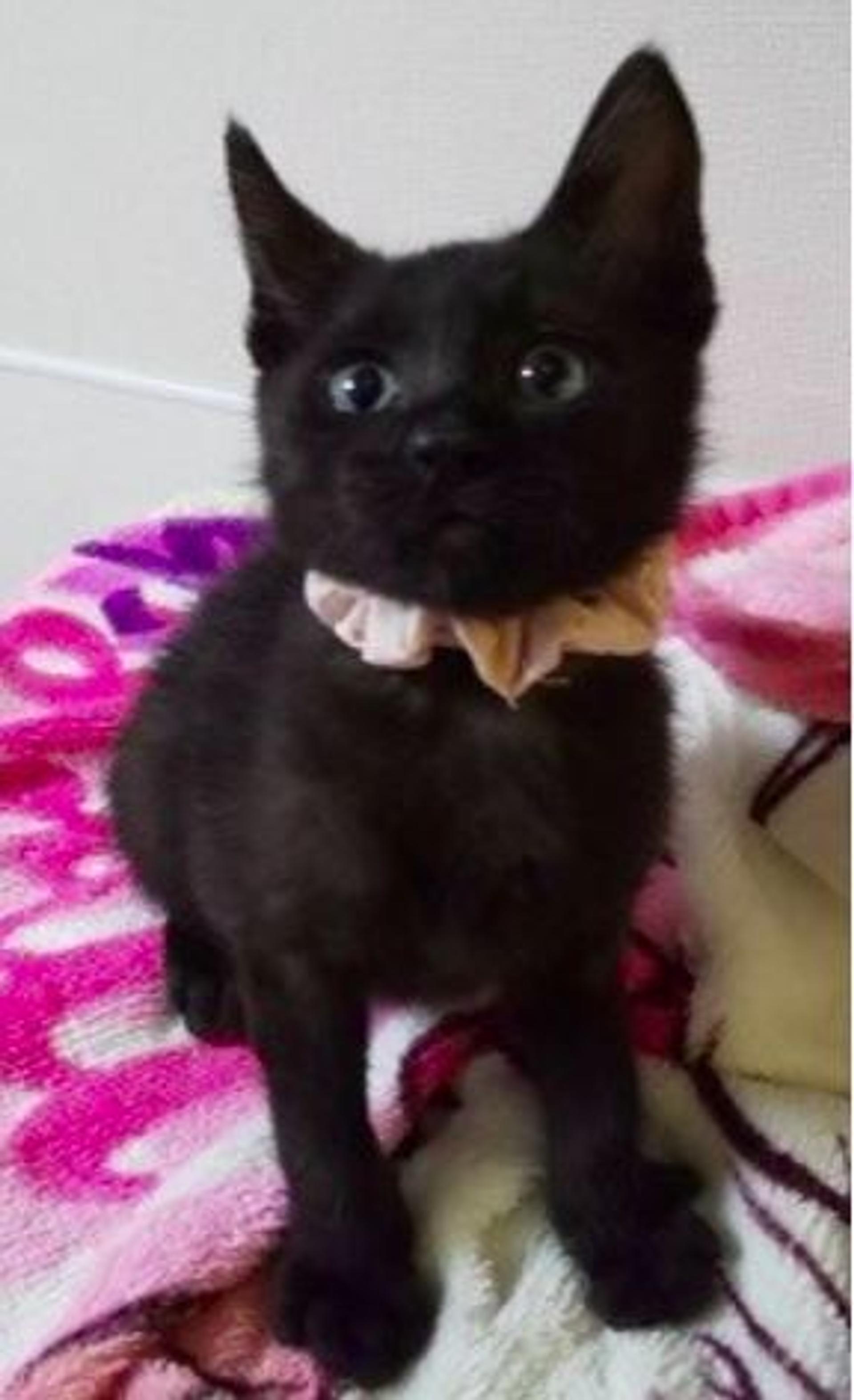 pet-image-4