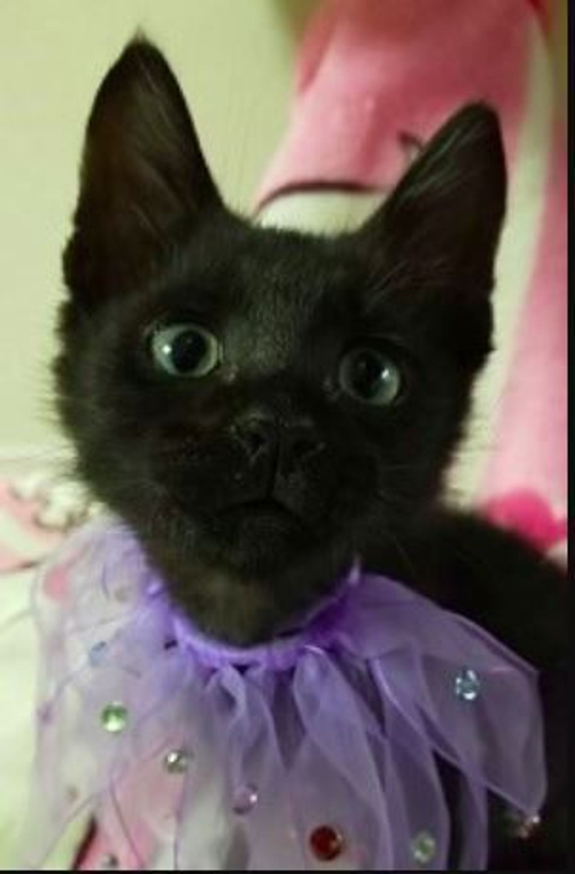 雑種（ミックス猫）・オスの里親募集の写真