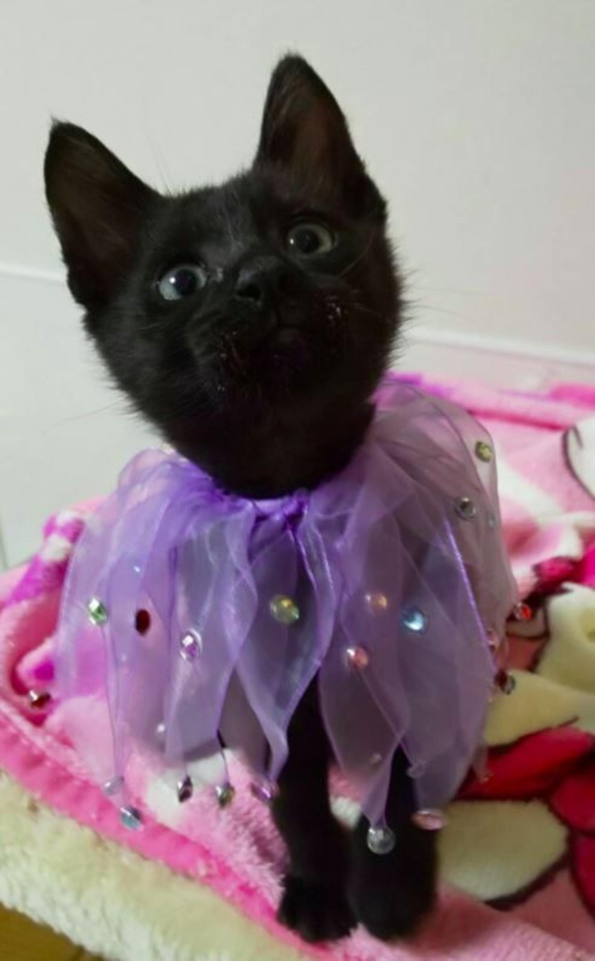 pet-image-2
