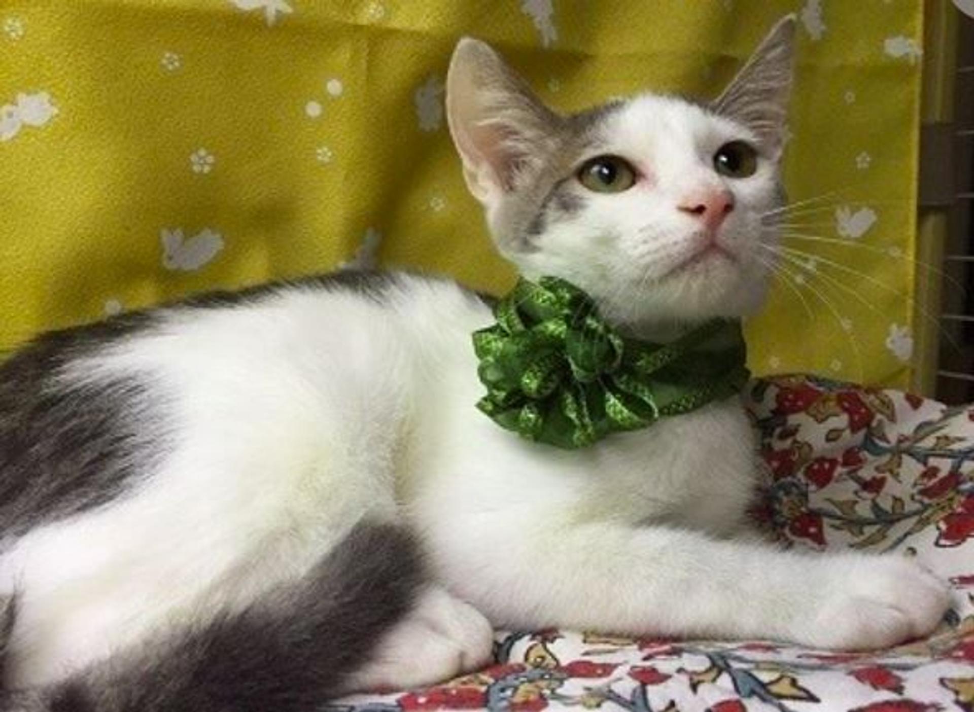 pet-image-2